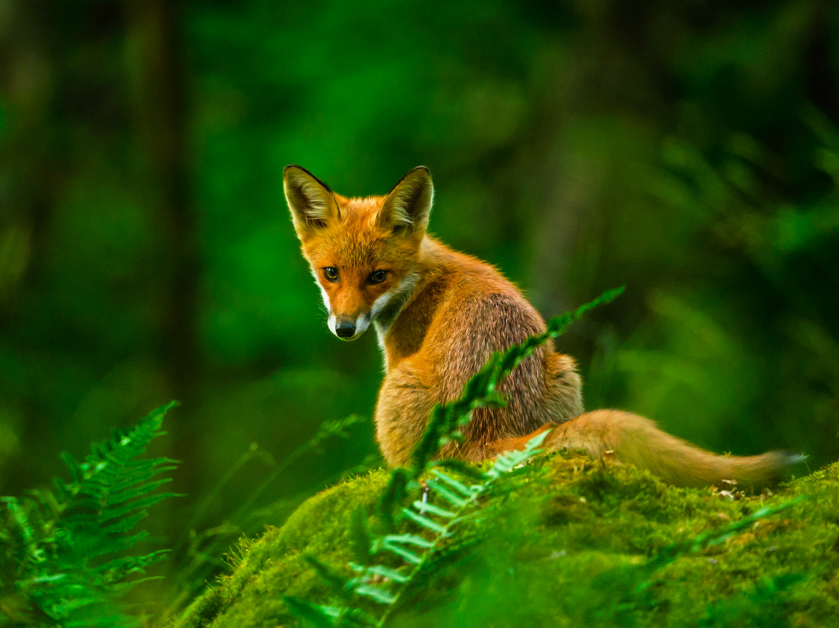 Red Fox