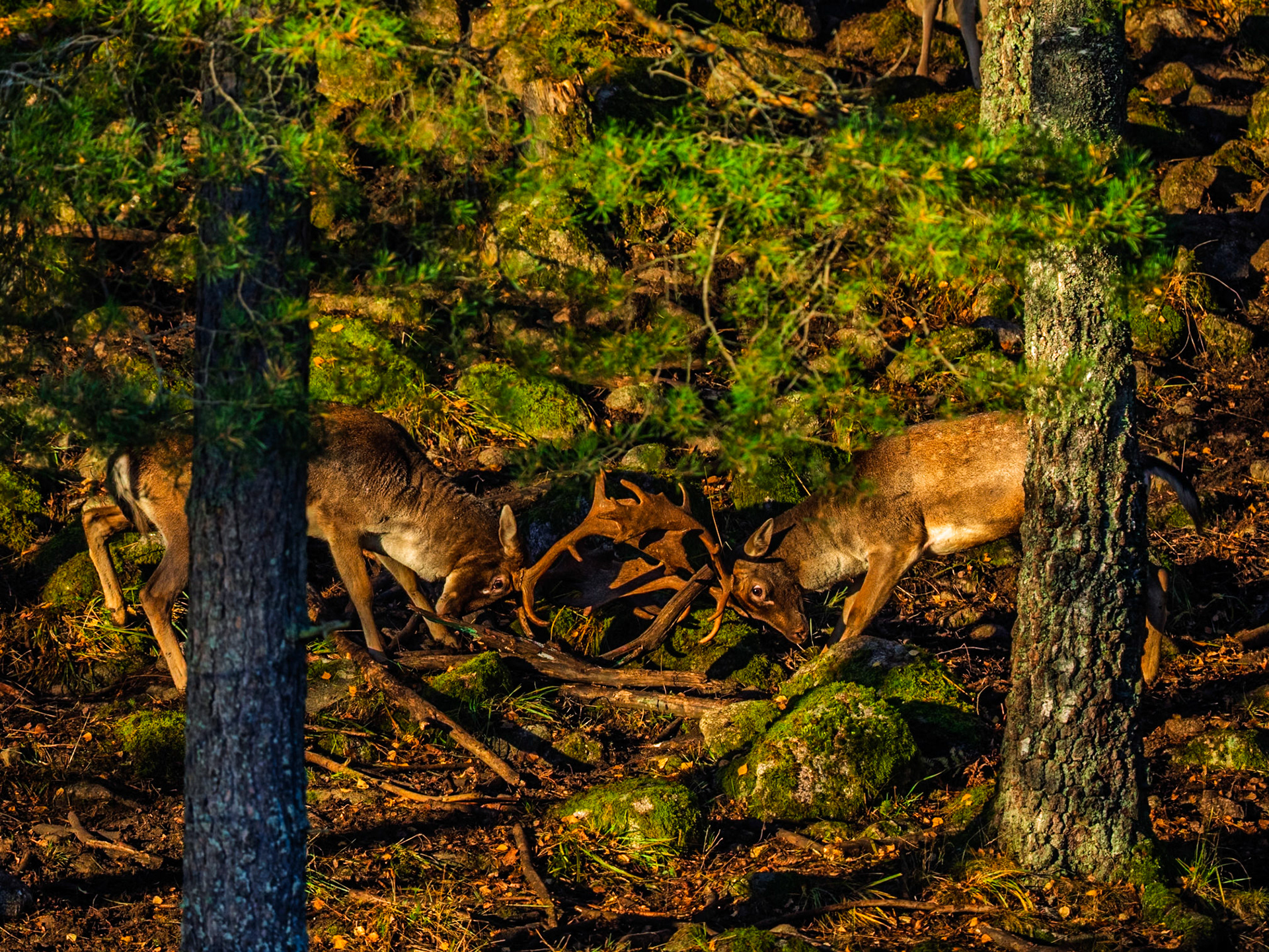 Fallow Deer