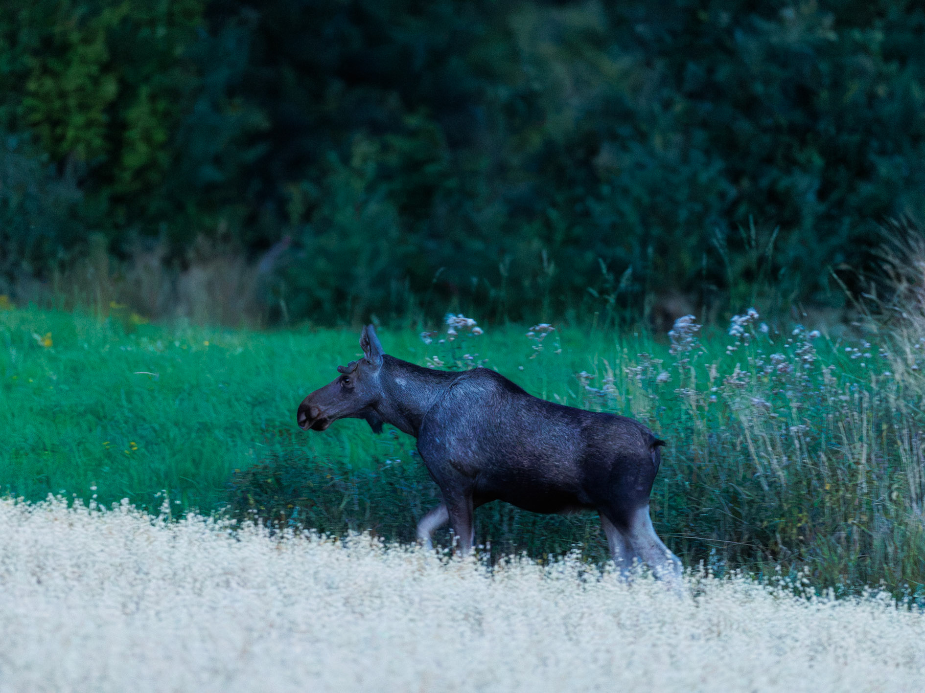 Moose