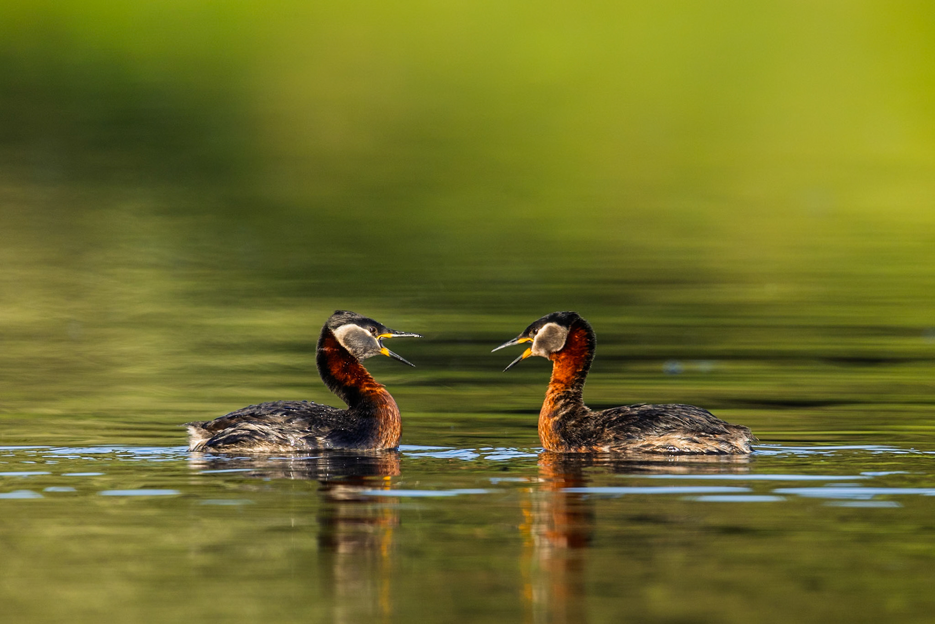 Red-necked Grebe