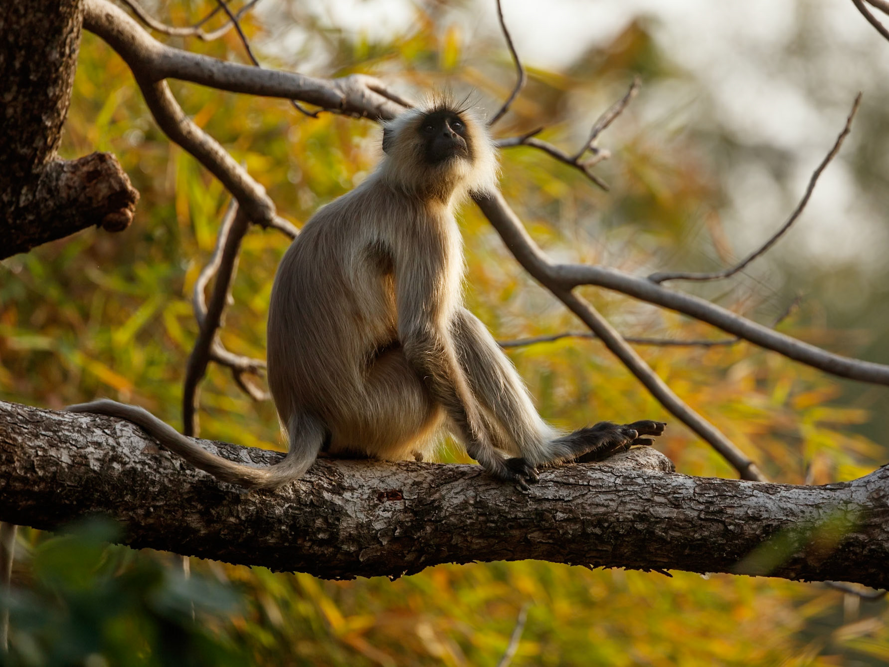Hanuman Langur