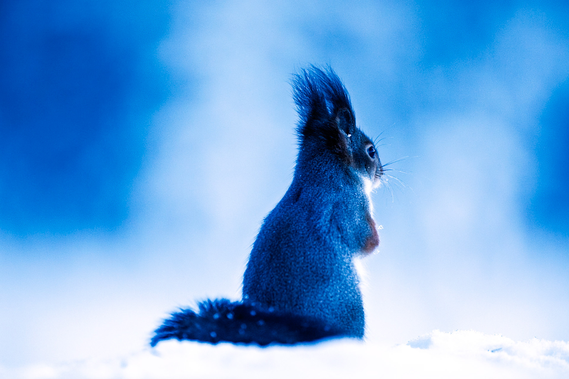 Squirrel