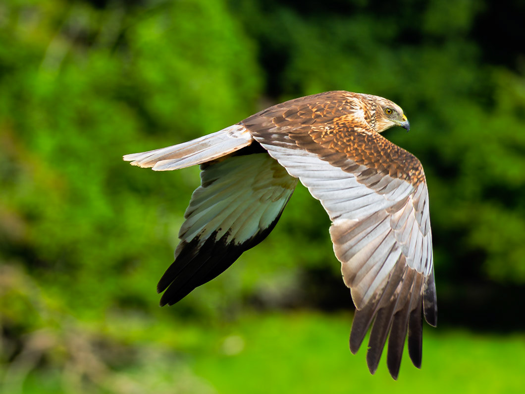 Western marsh harrier