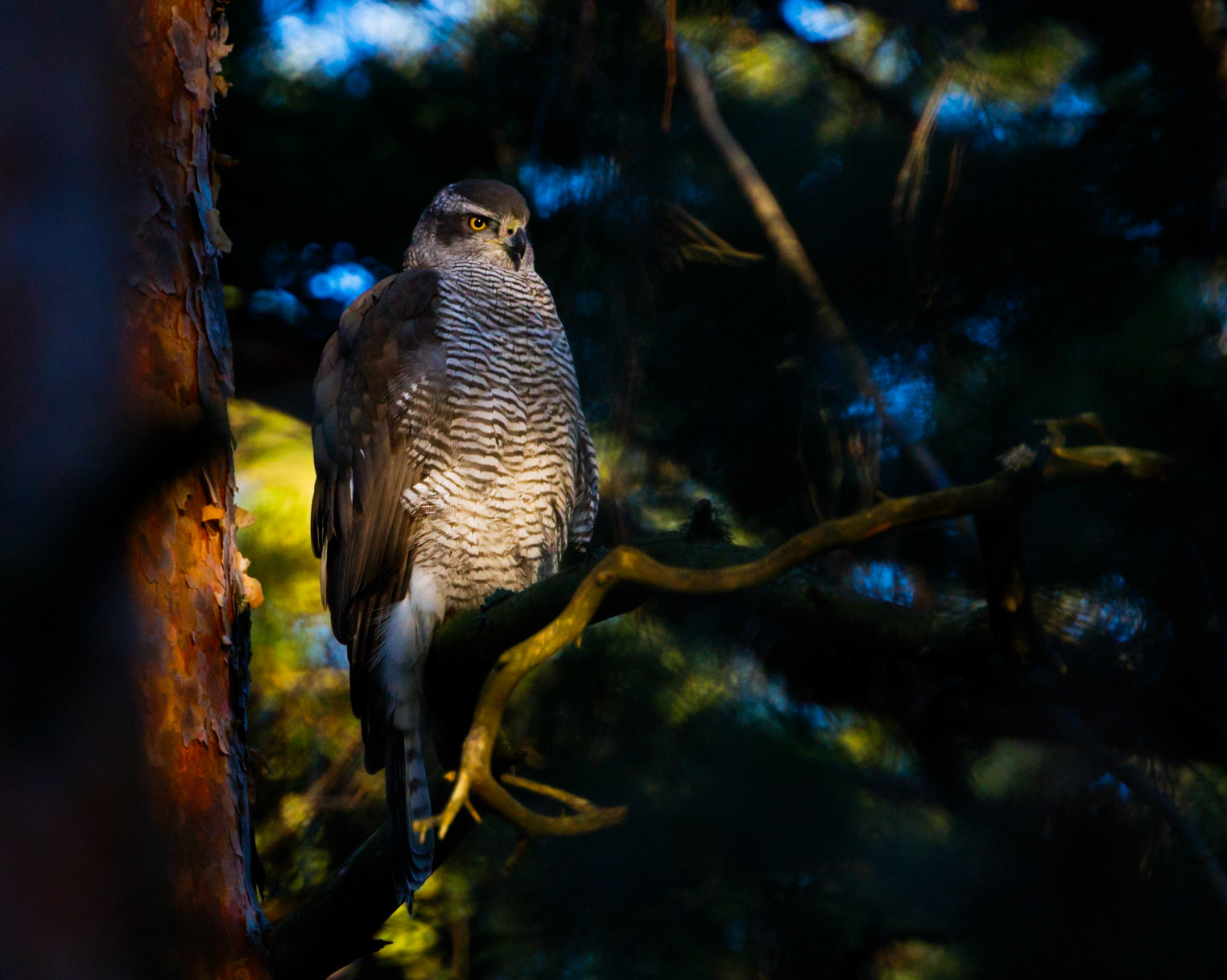 Northern Goshawk