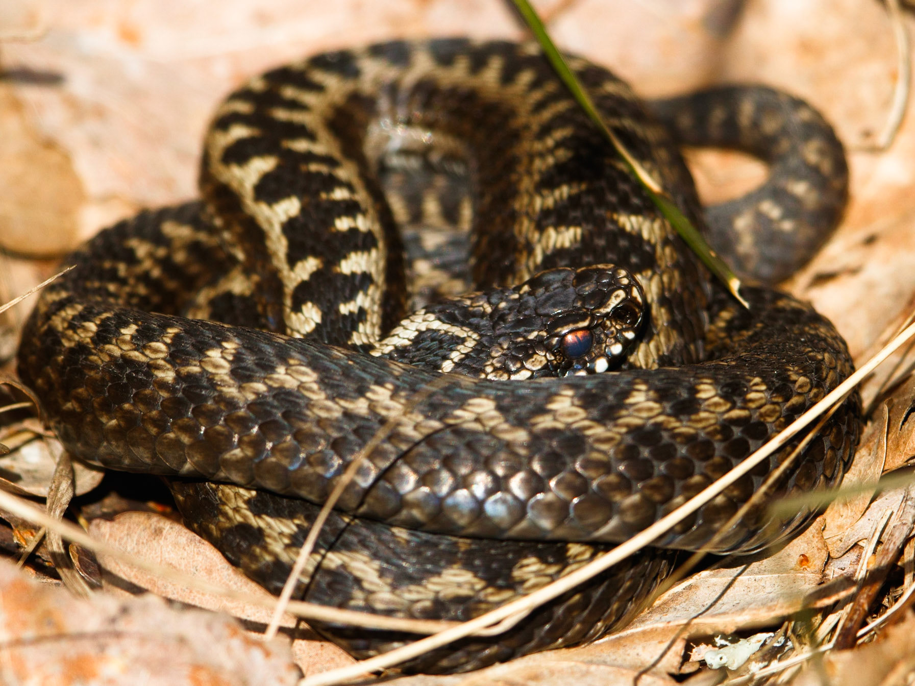 Adder
