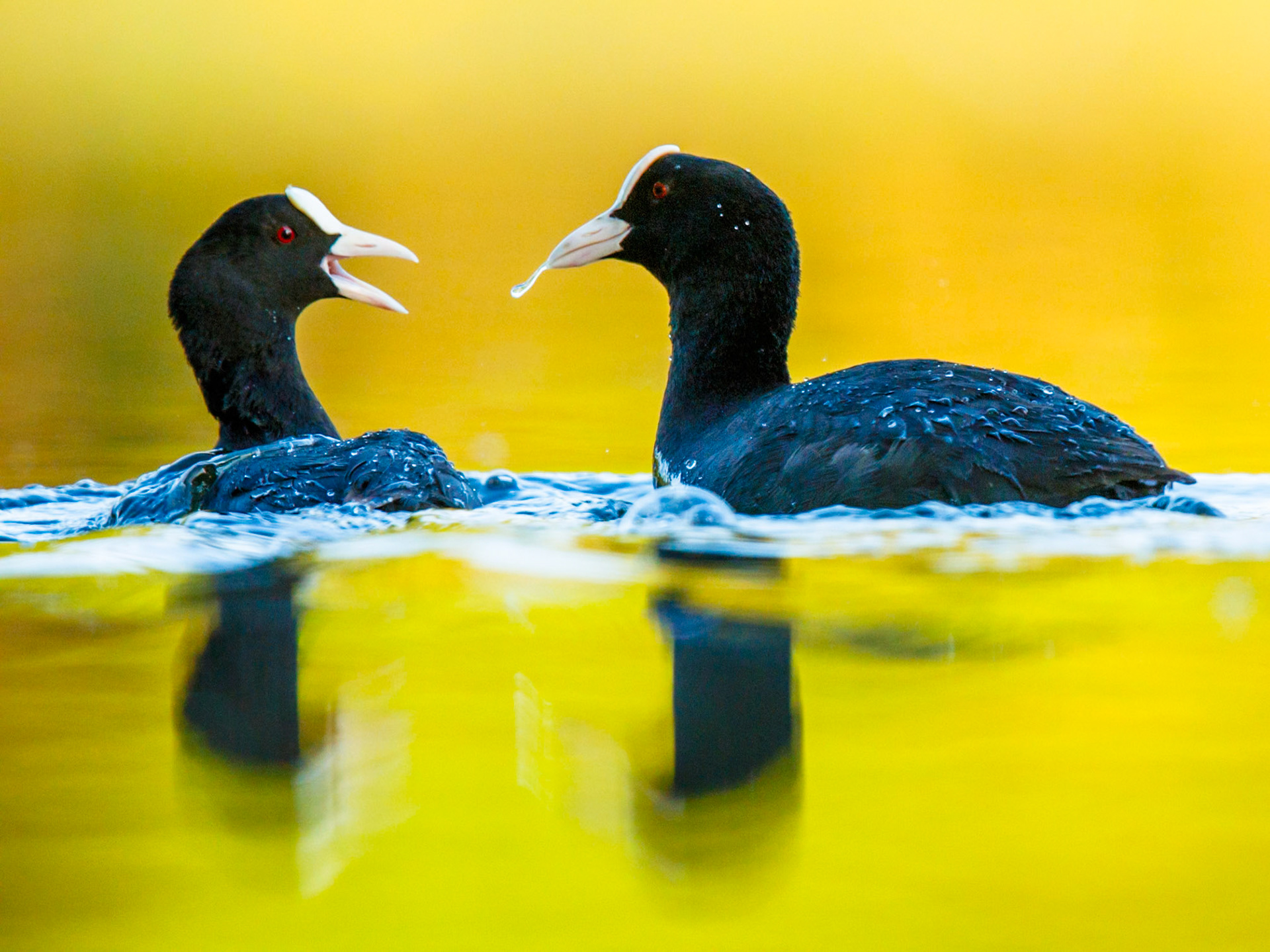 Eurasian Coot