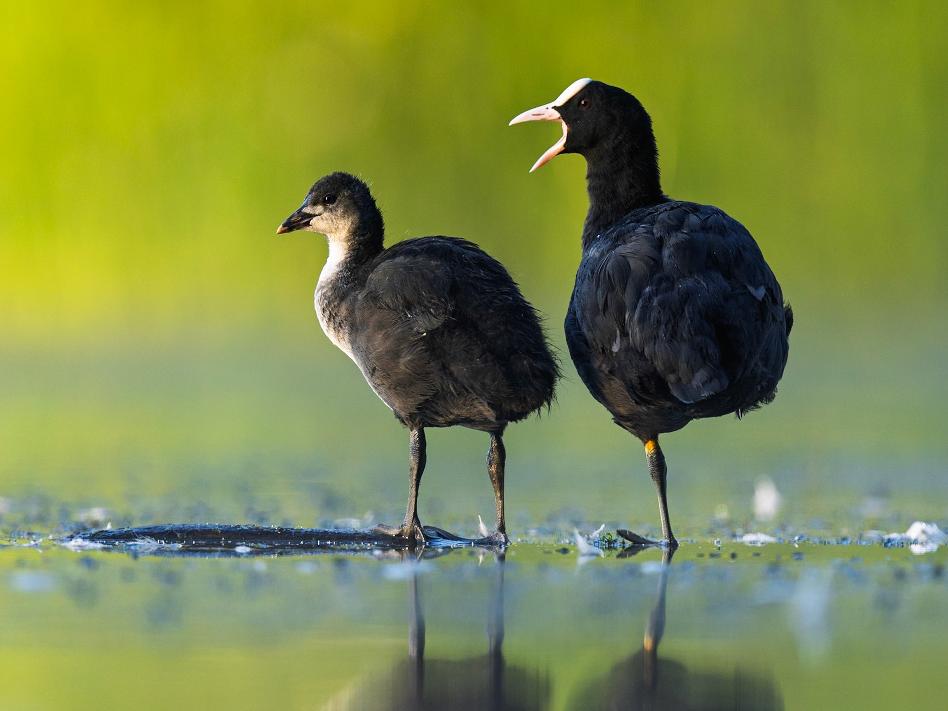 Eurasian Coot