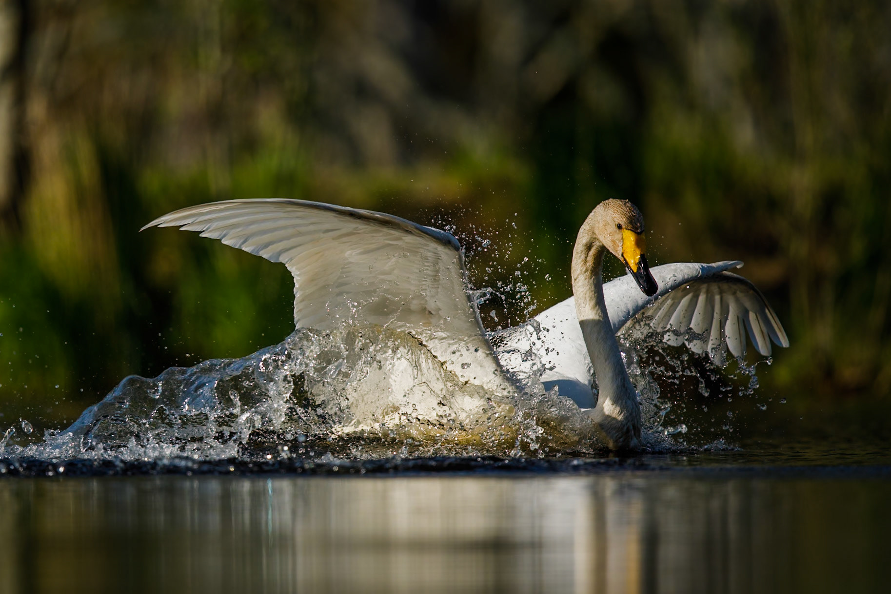 Whooper Swan