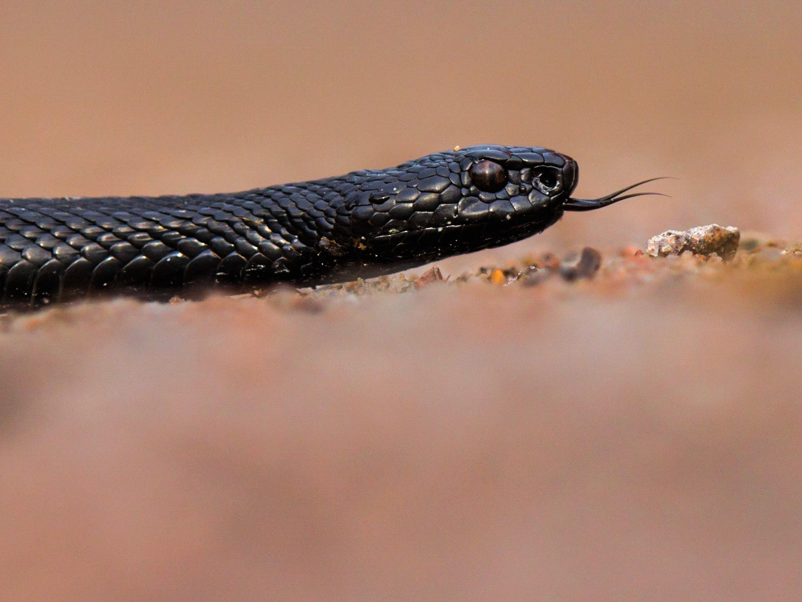 Adder