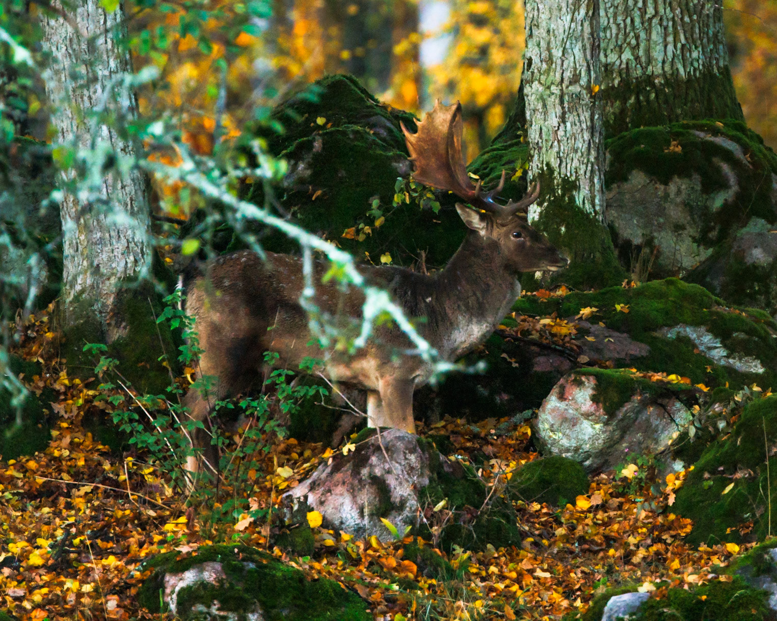 Fallow Deer