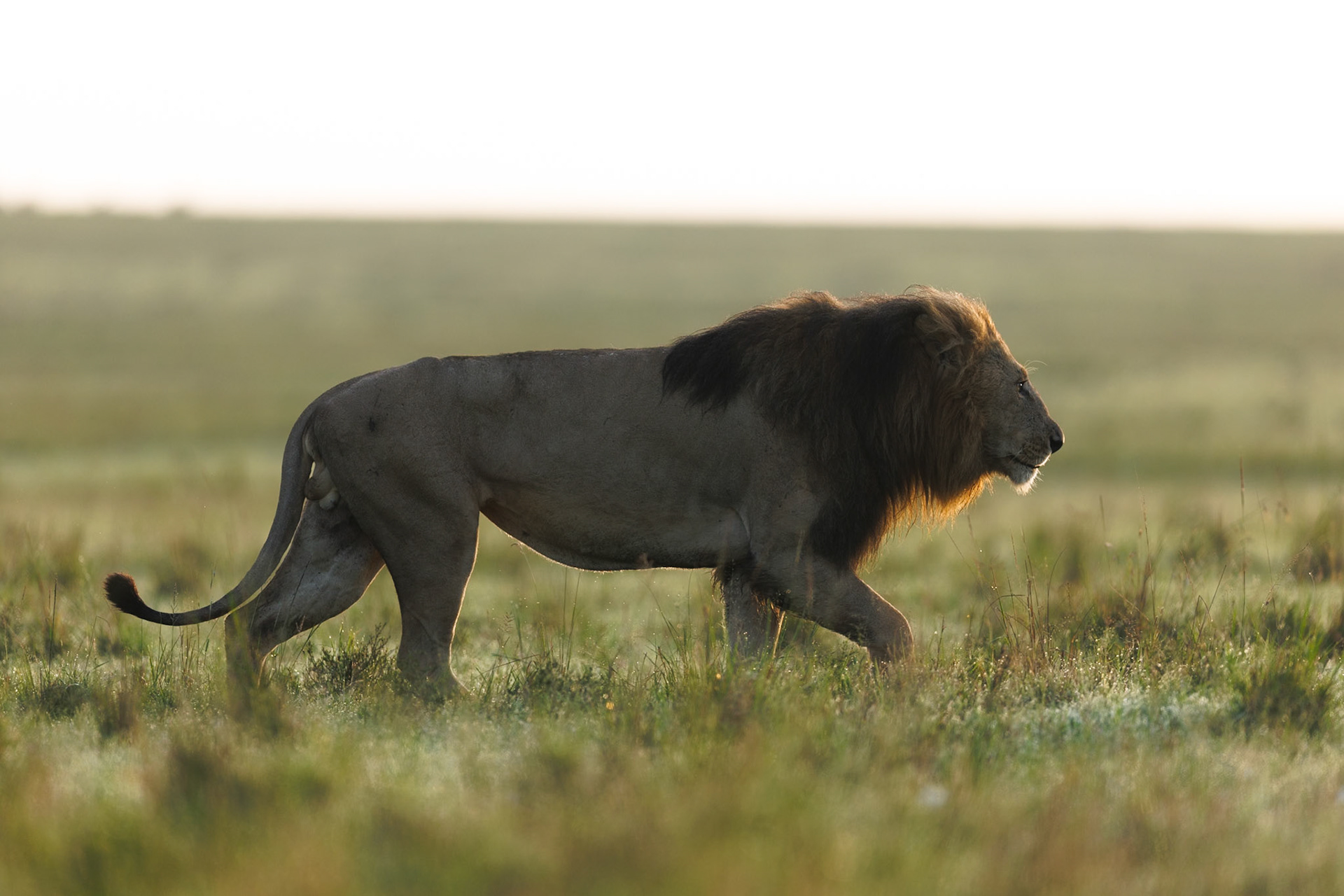 Lion in Masai Mara 2026