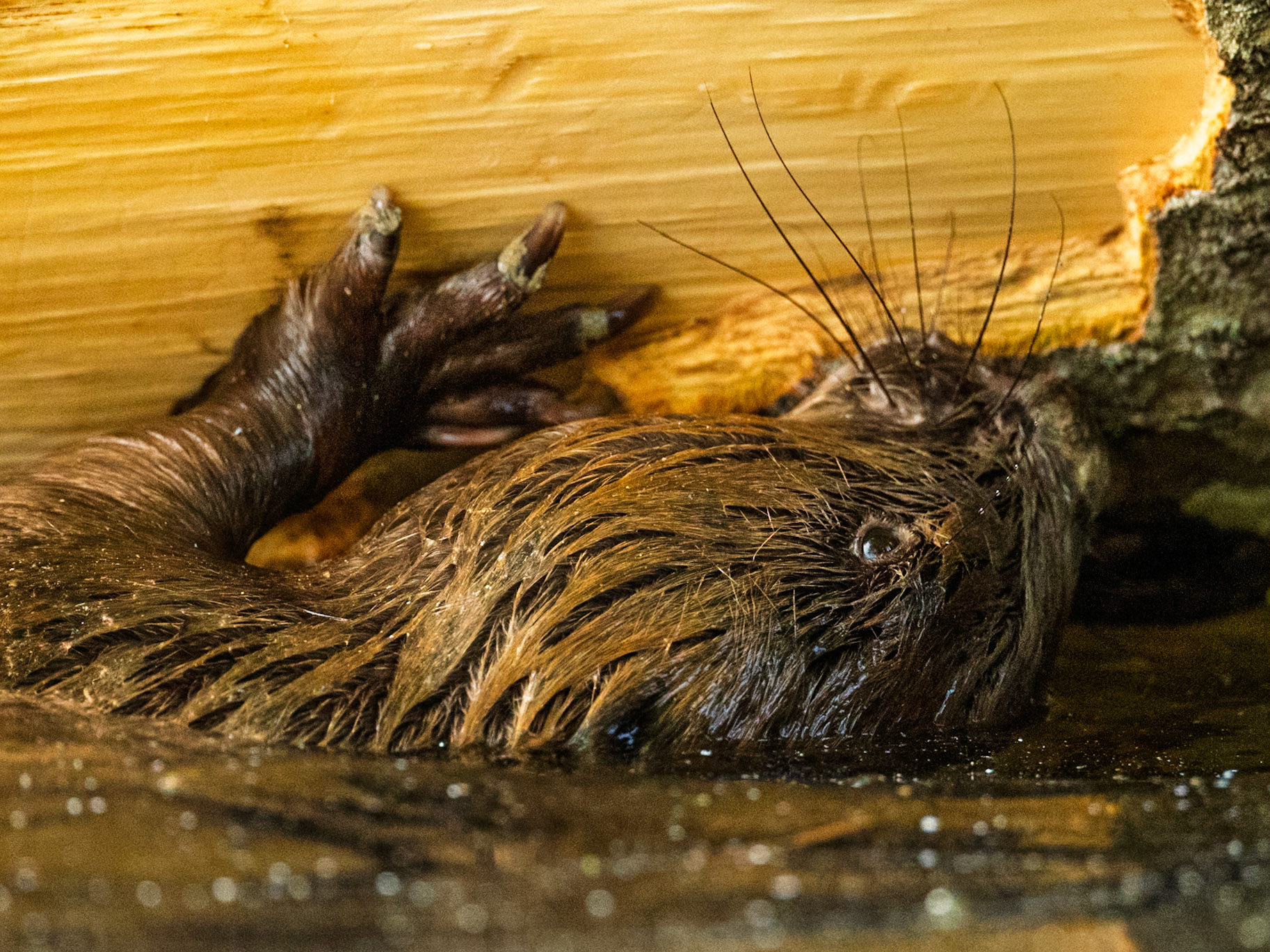 Beaver