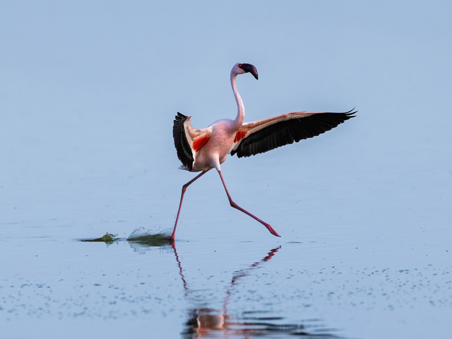 Pink flamingo in Amboseli 2026