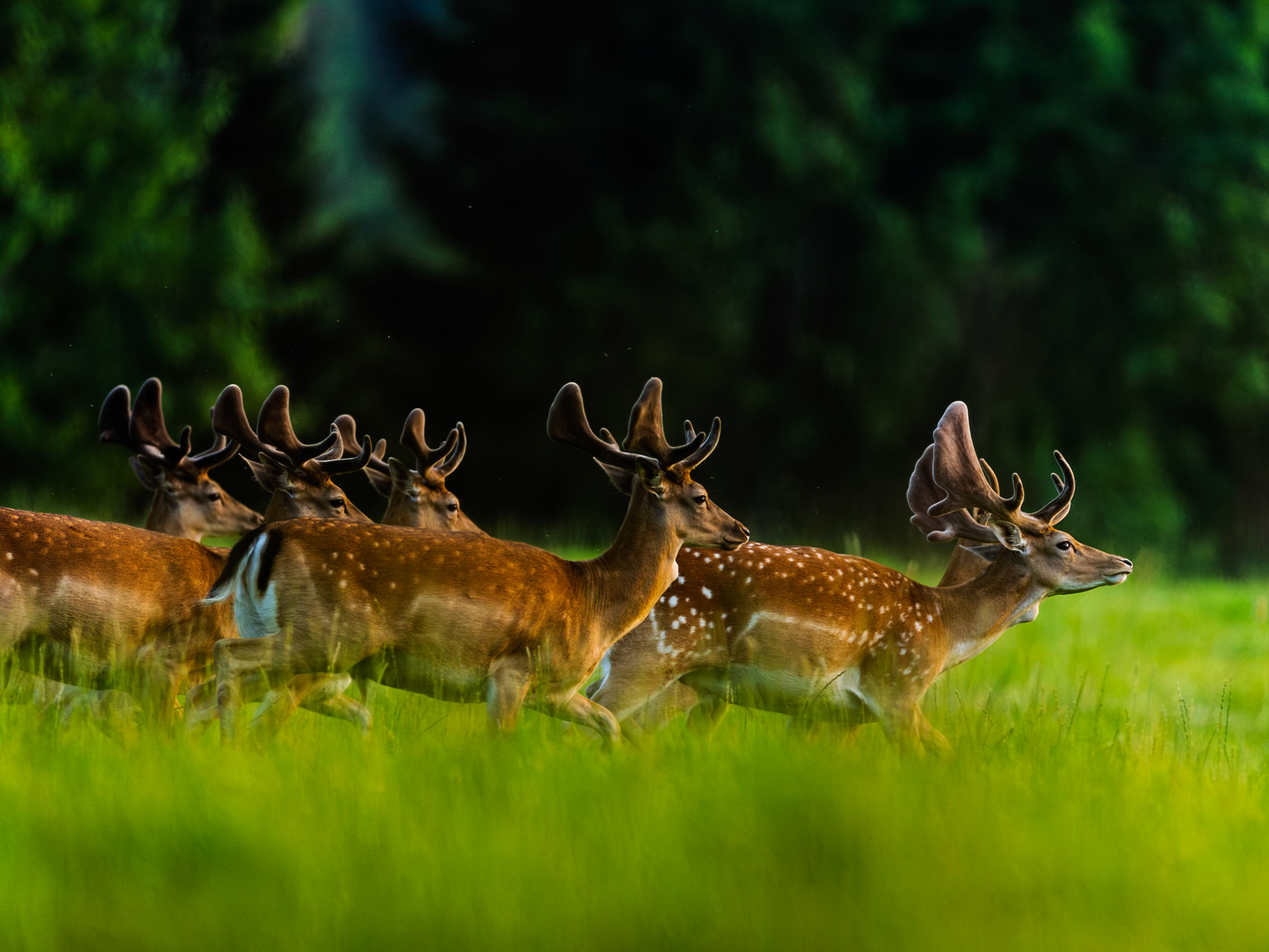 Fallow deer