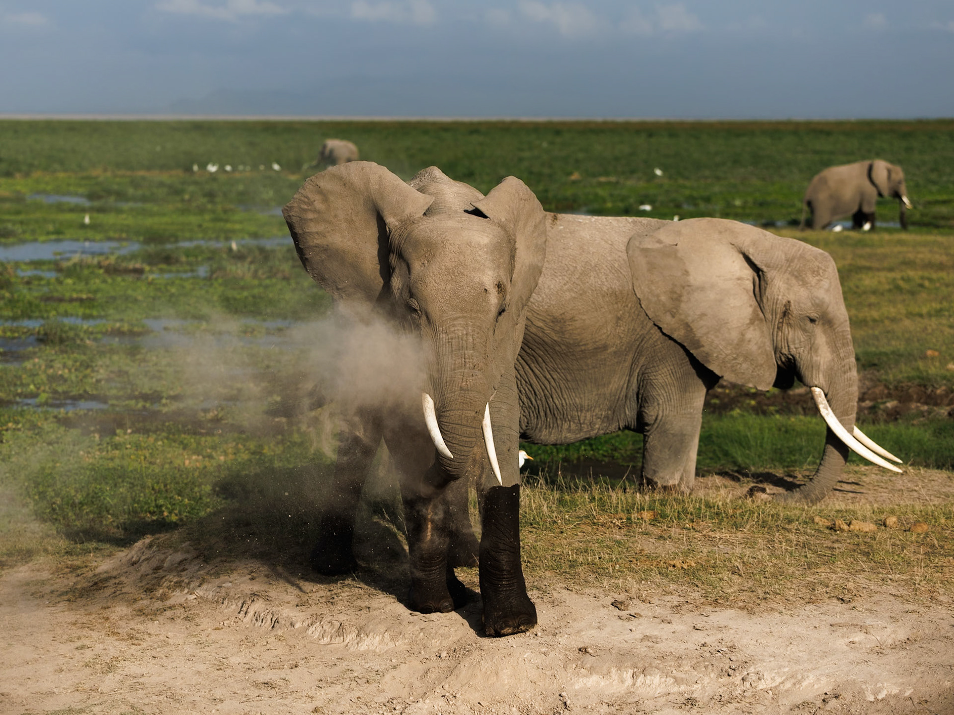 Elephants in Amboseli 2026