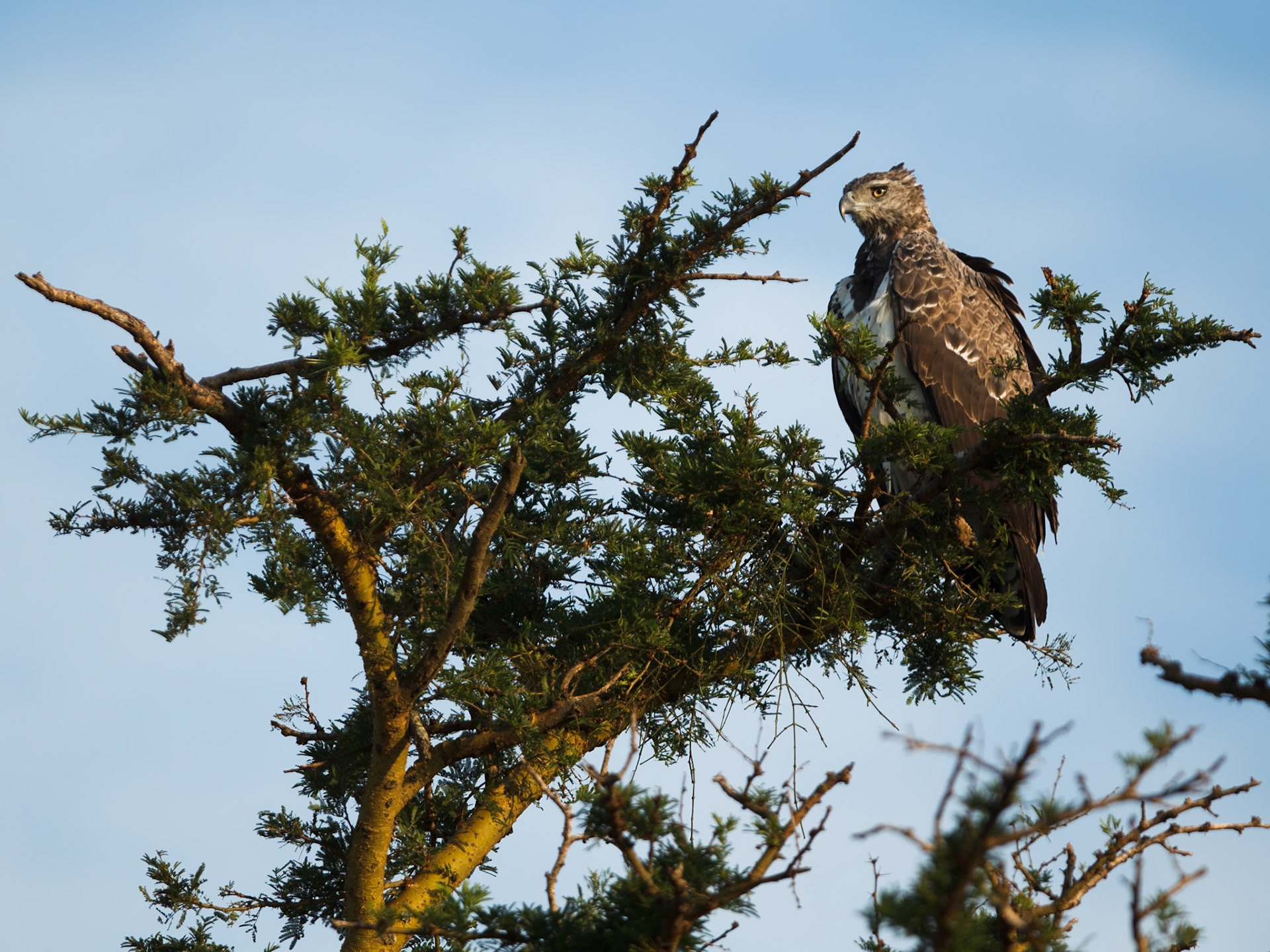 Martial Eagle