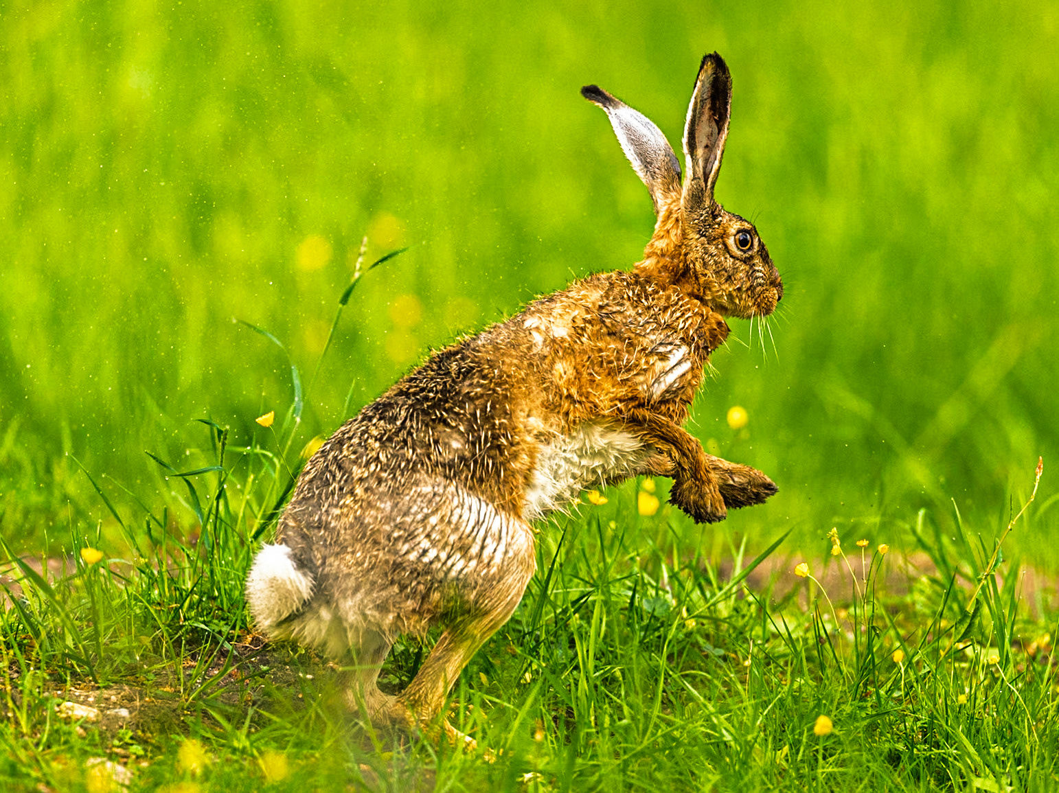 European Hare