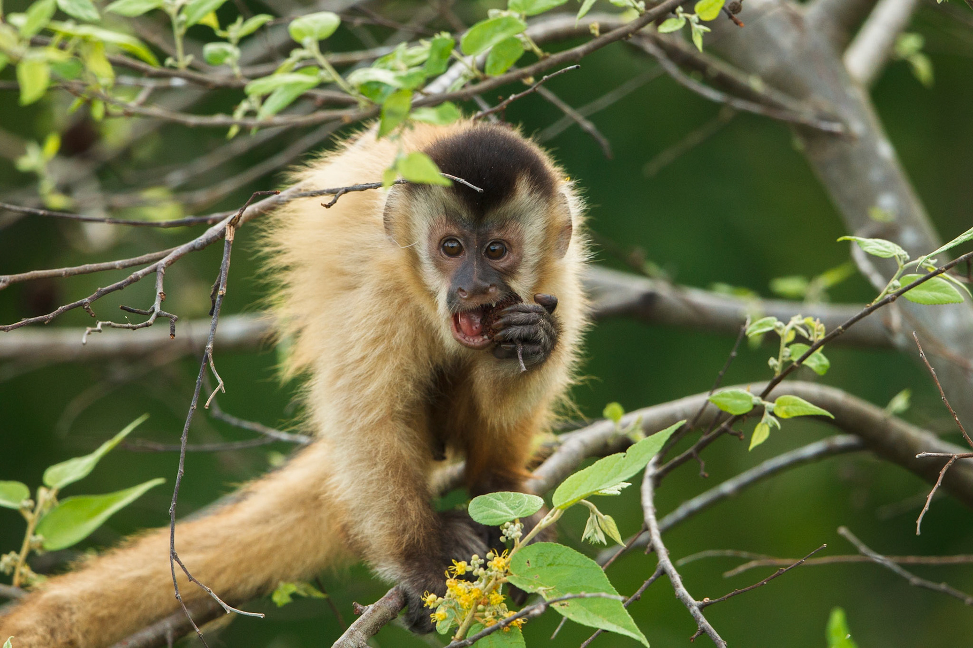 Black-Striped Tufted Capuchin