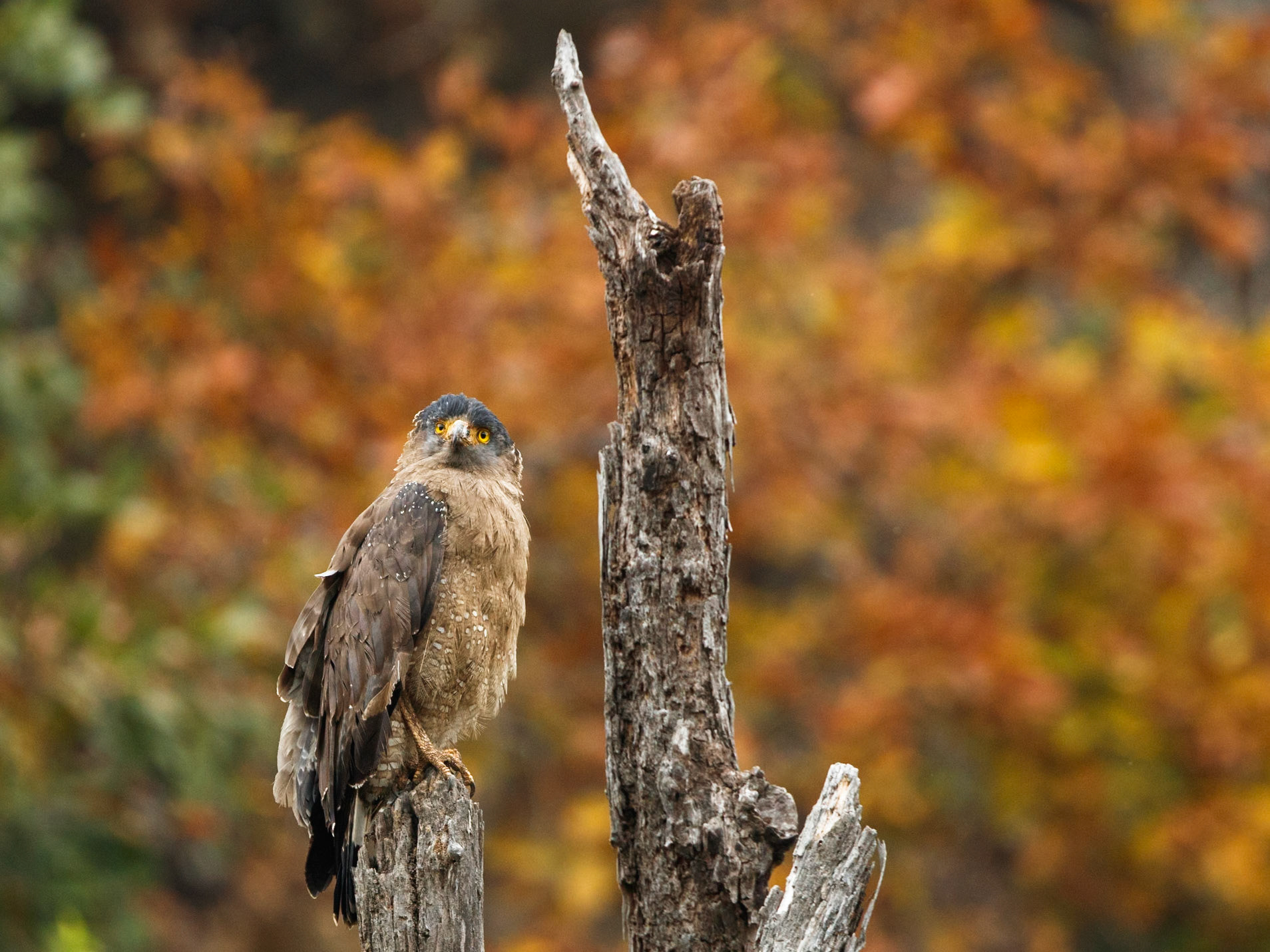 Crested Serpent Eagle