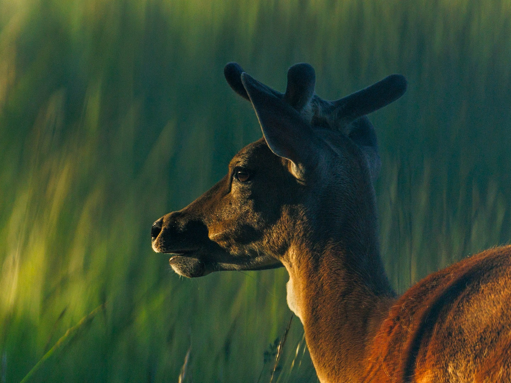 Fallow deer