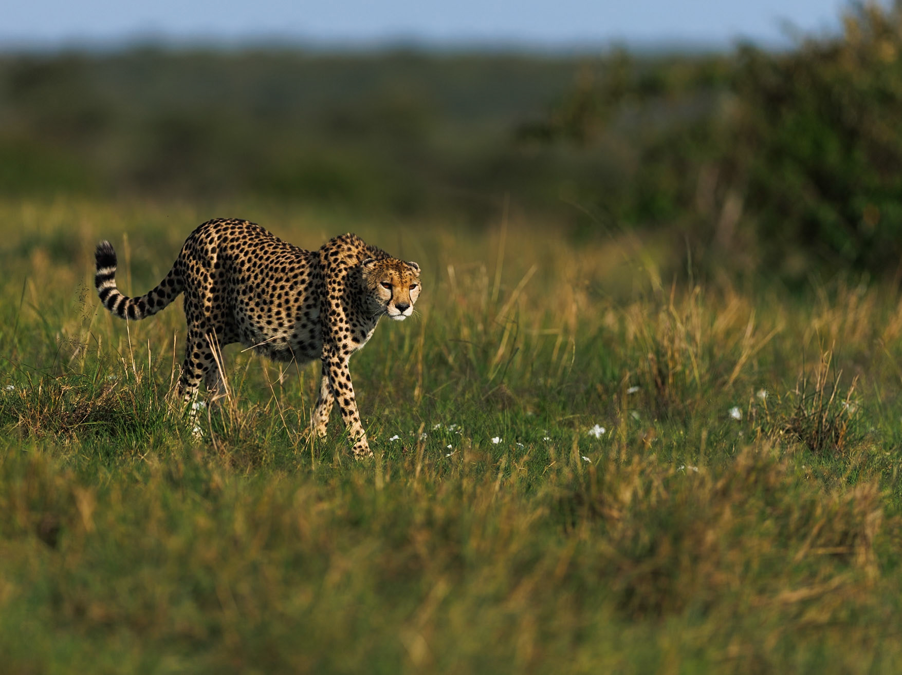 Cheetah in Masai Mara 2026