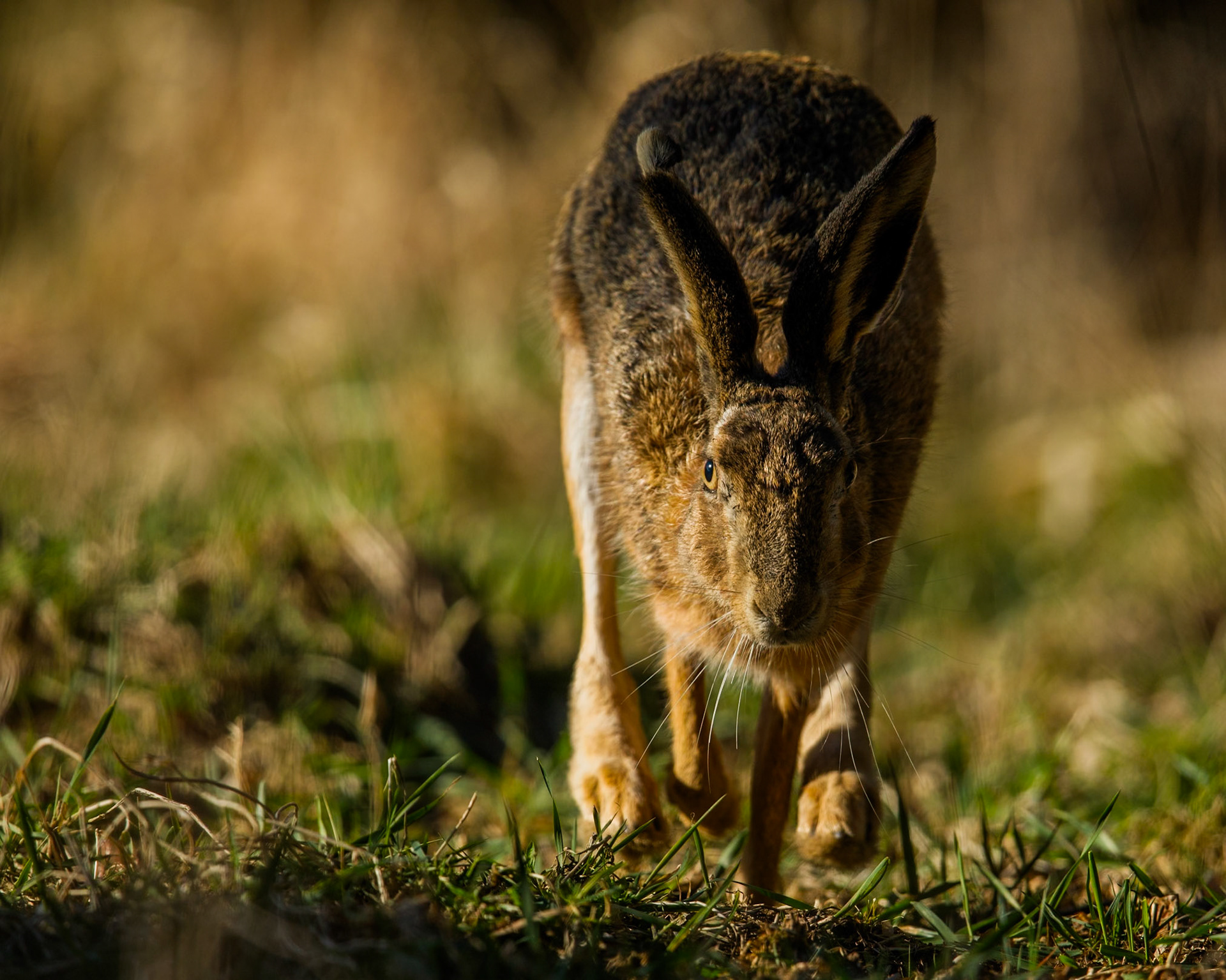 European Hare