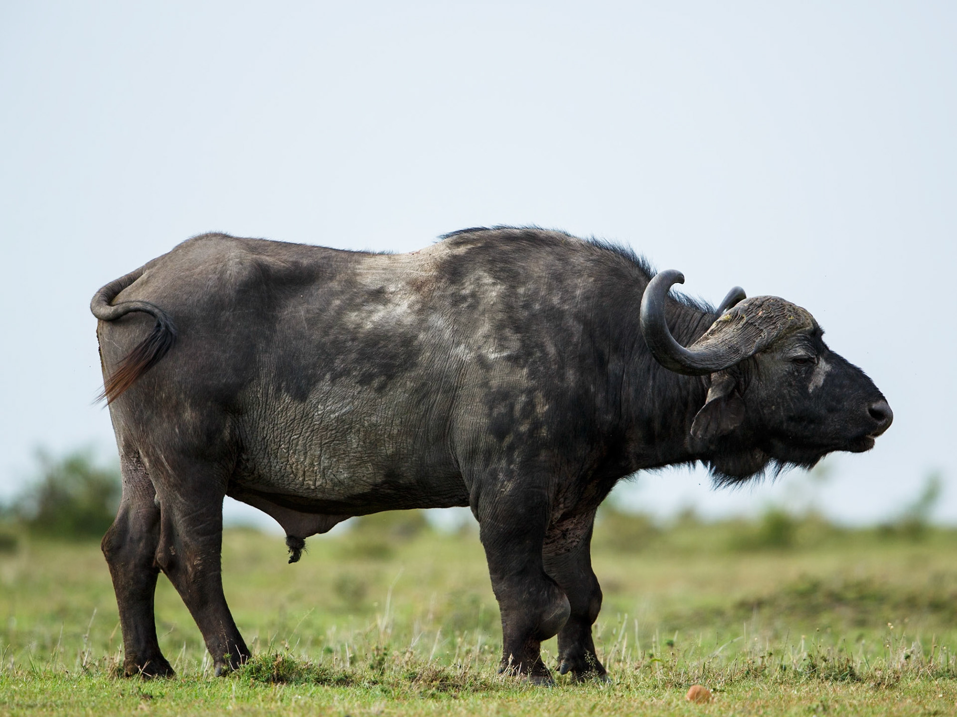 African Buffalo in Masai Mara 2014