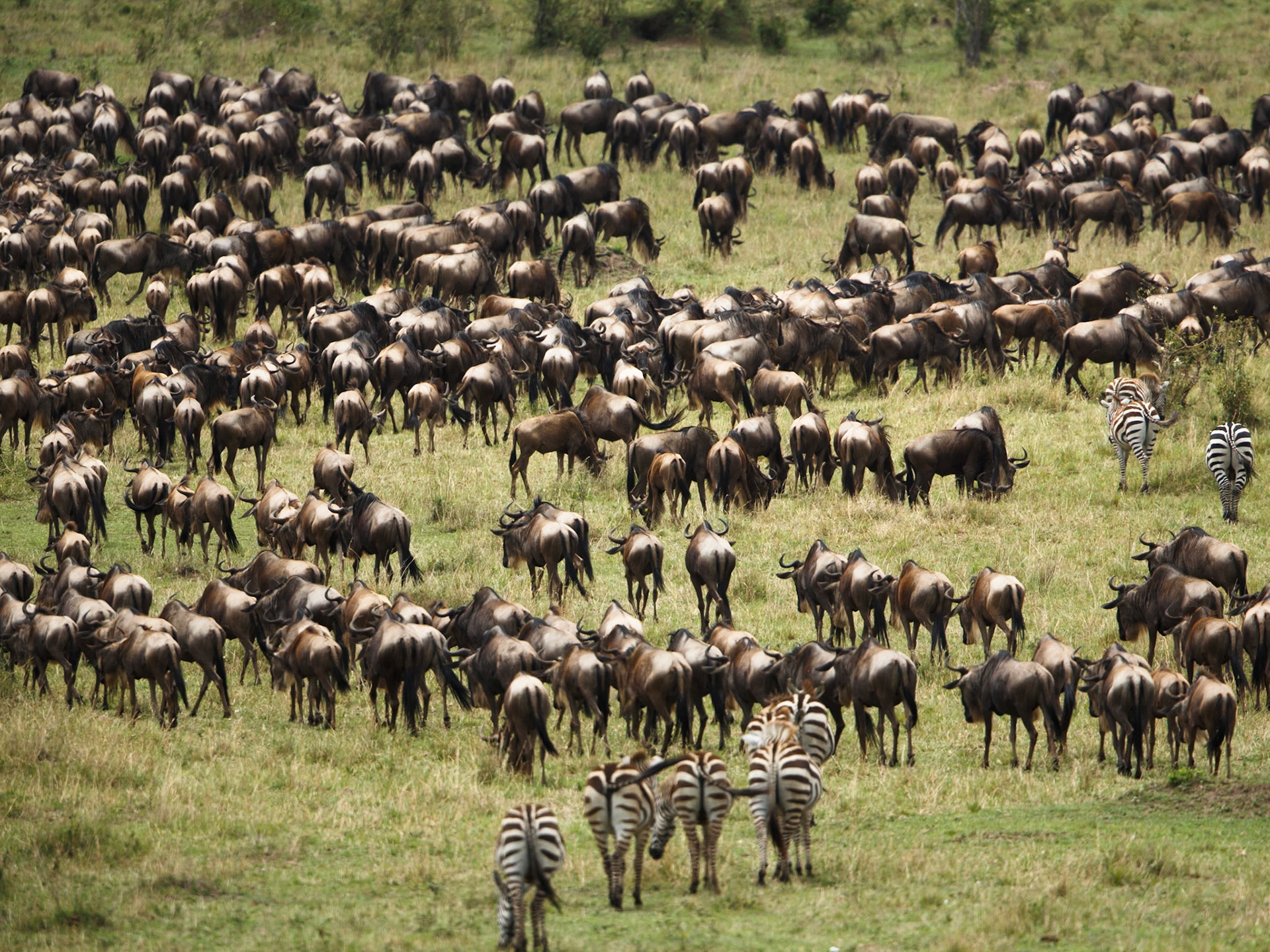 White-Bearded Wildebeest in Masai Mara 2014