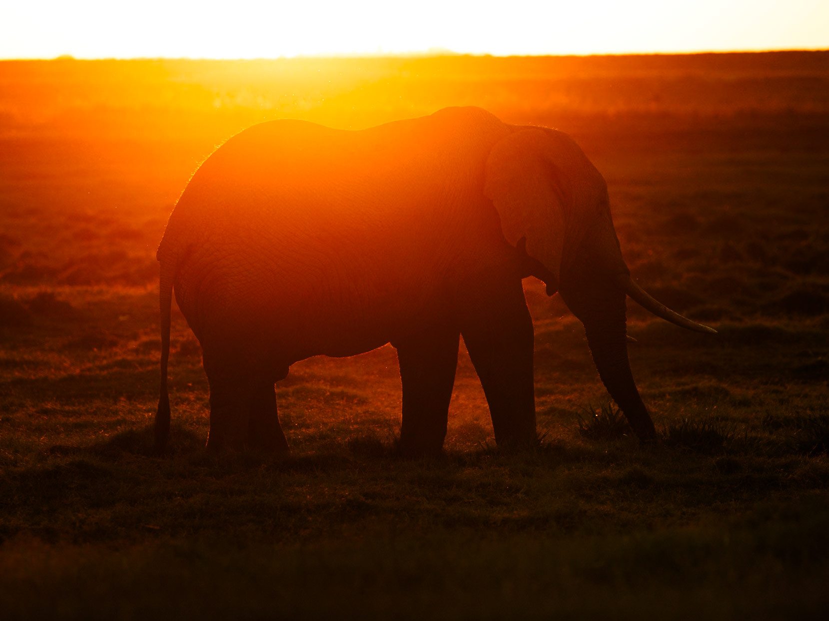 Elephant in Amboseli 2026