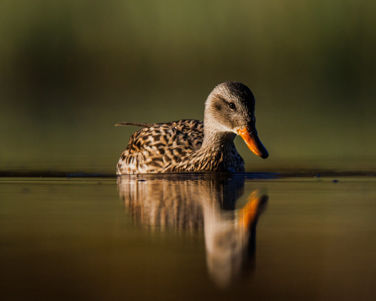 Gadwall