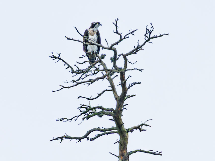 Osprey