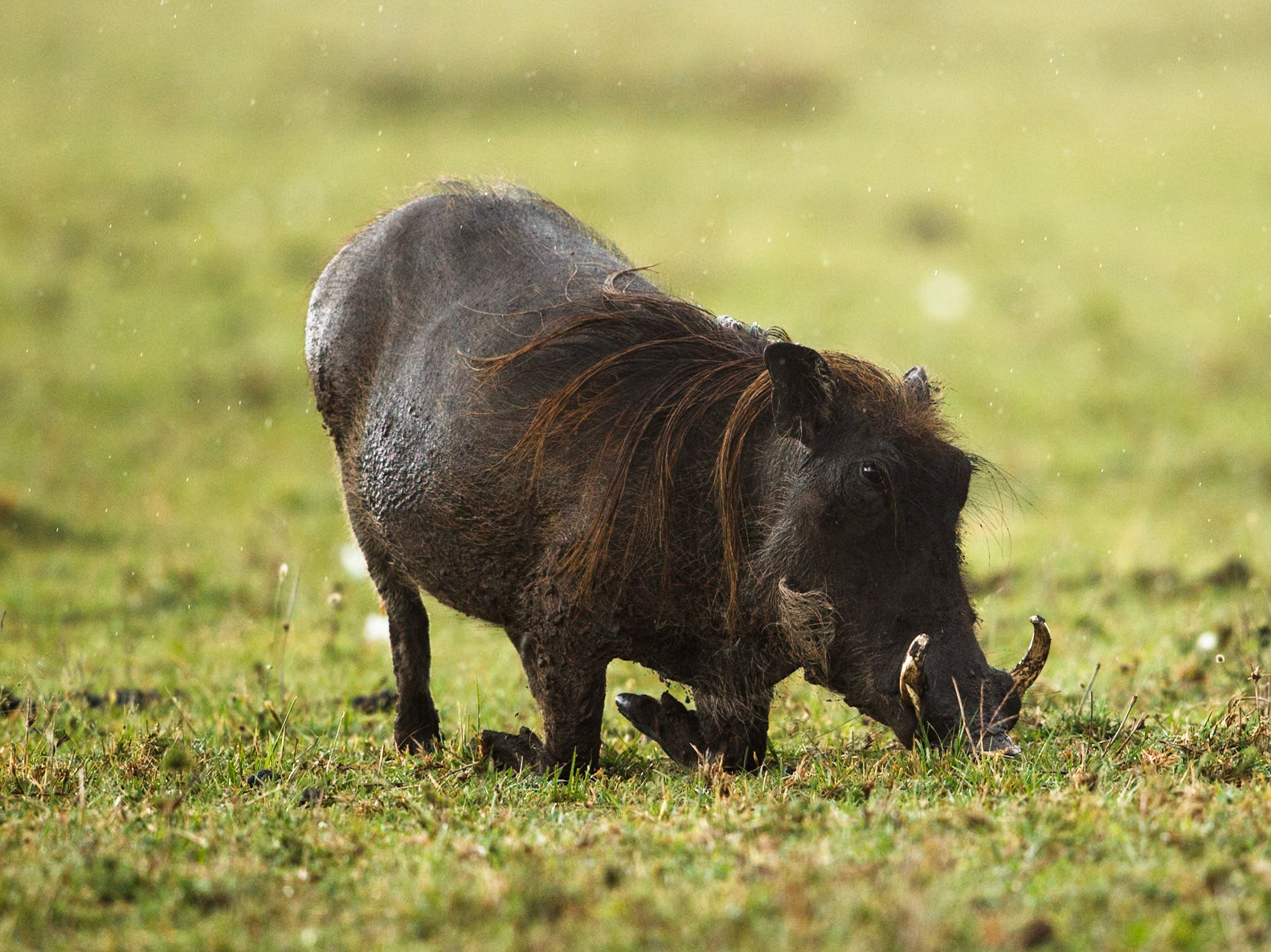 Common Warthog in Masai Mara 2014