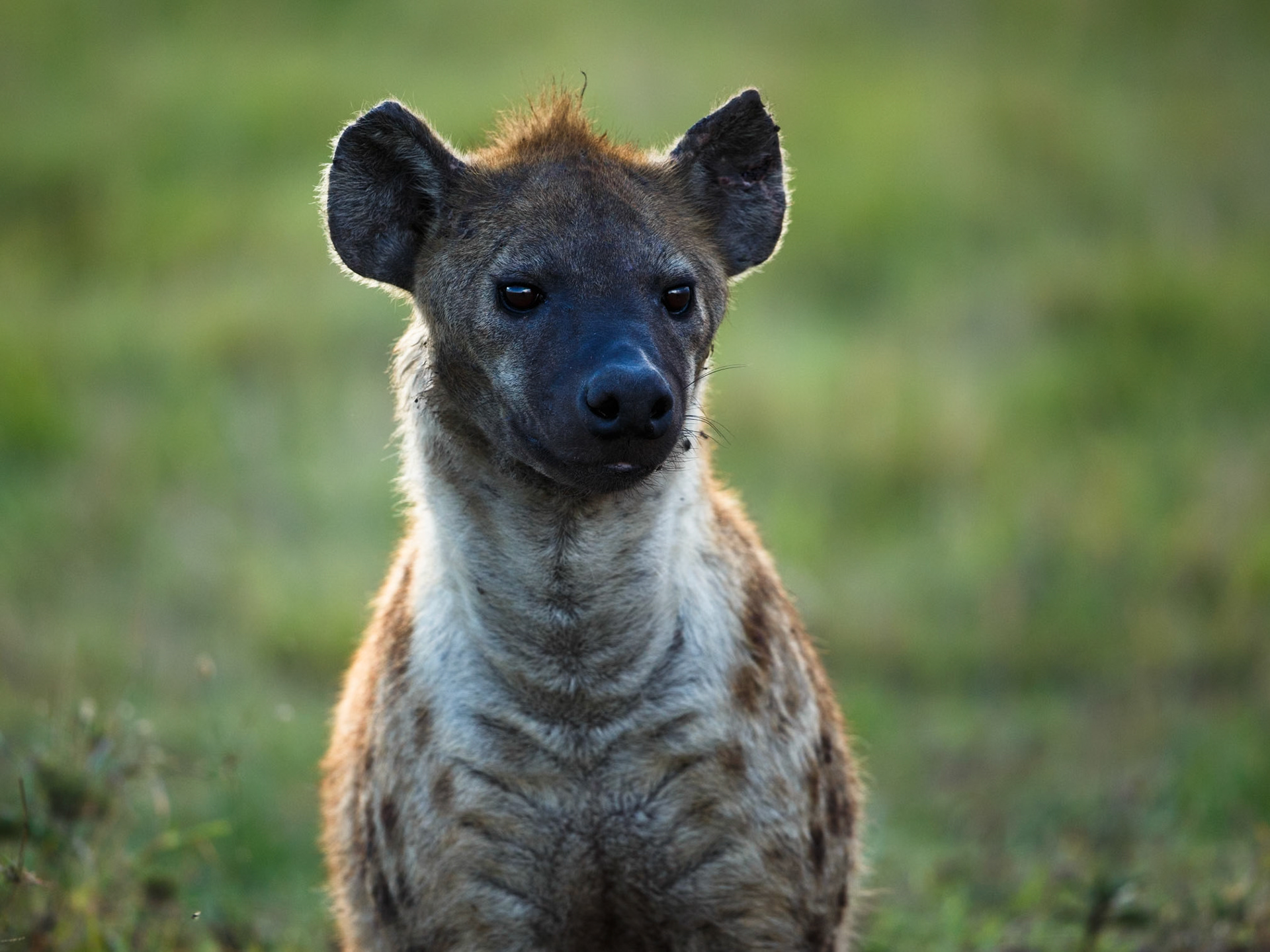 Spotted Hyena in Masai Mara 2014