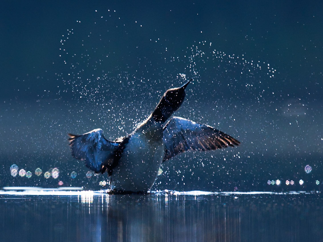 Black-throated Diver