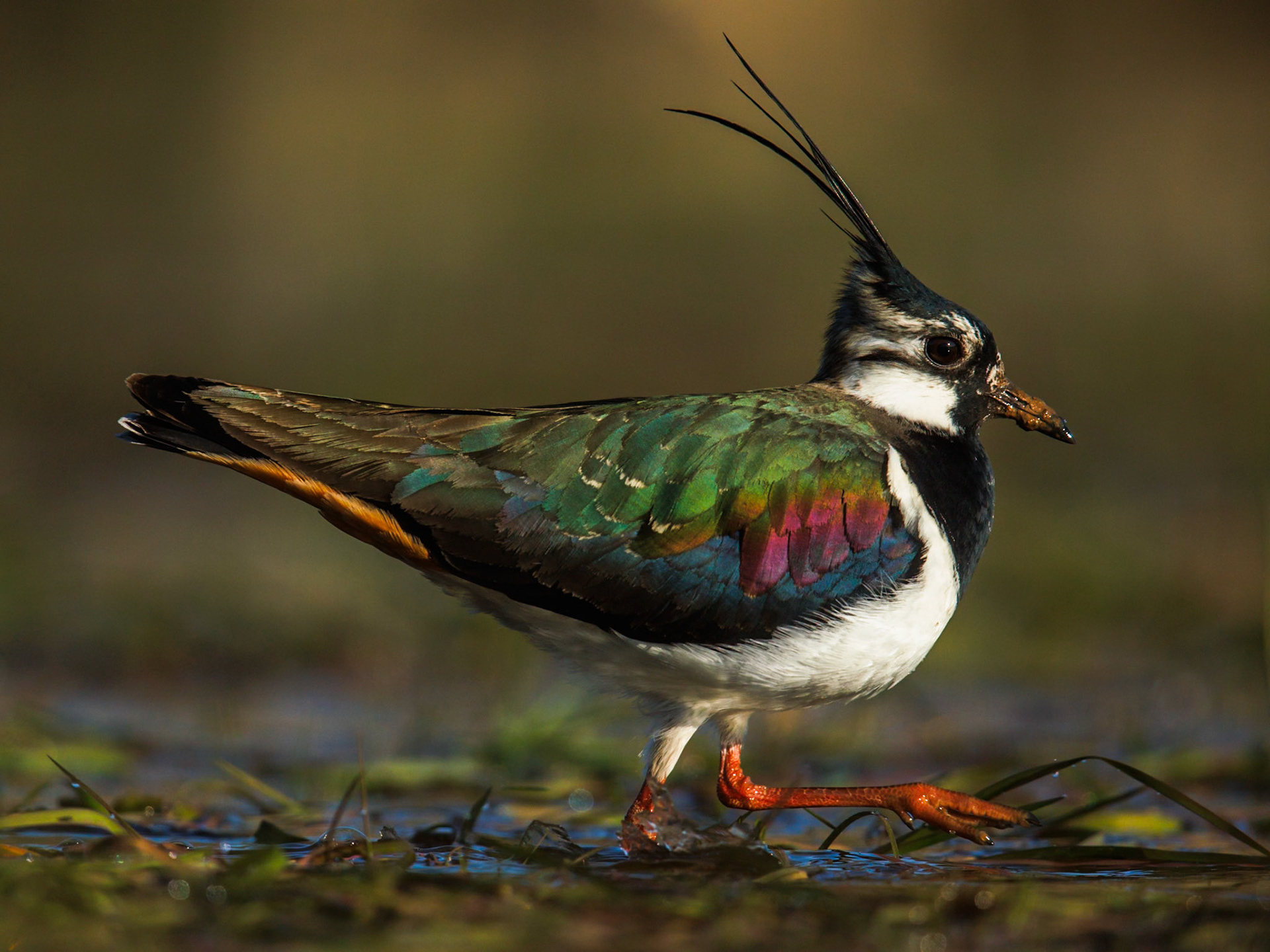 Northern lapwing