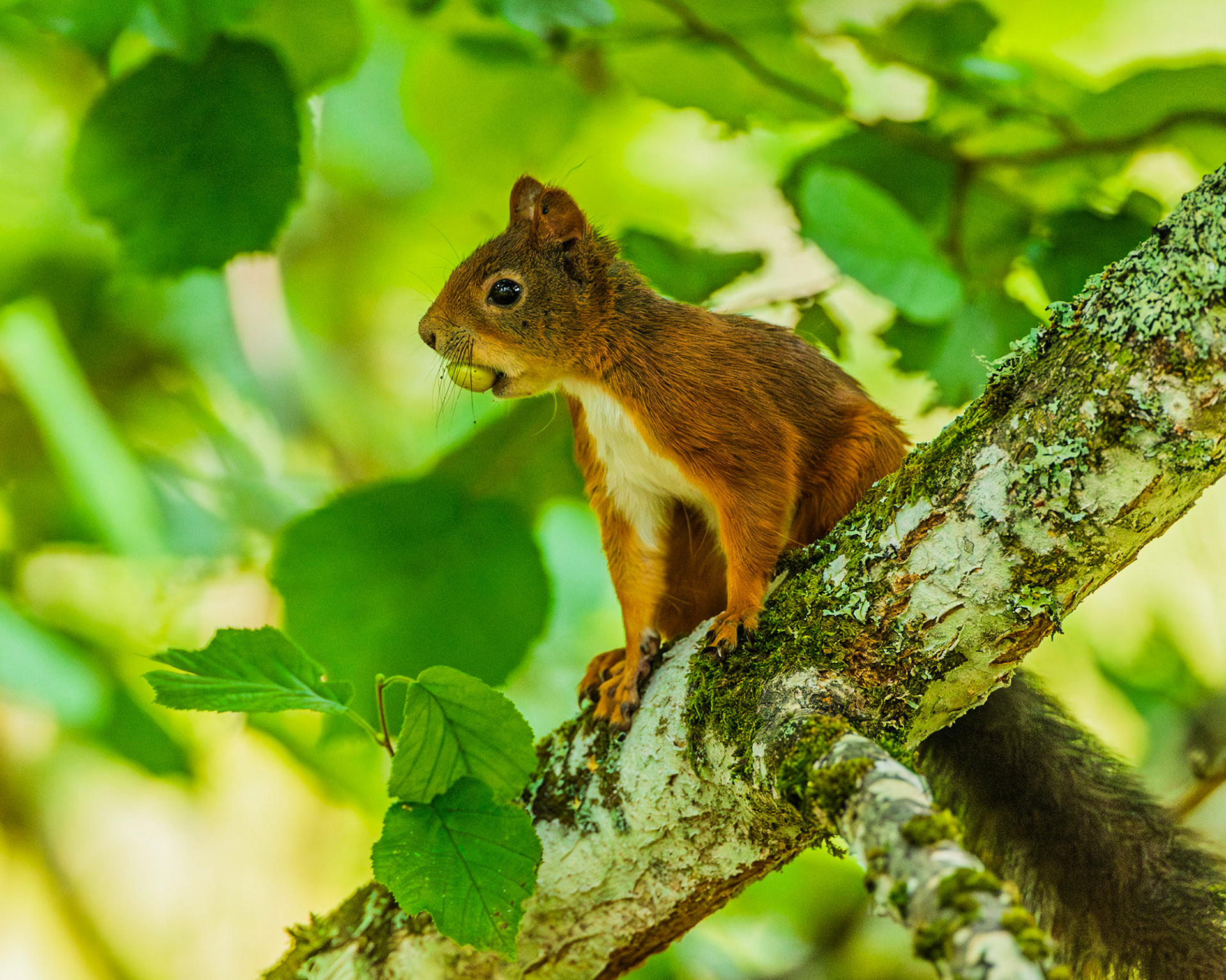 Squirrel