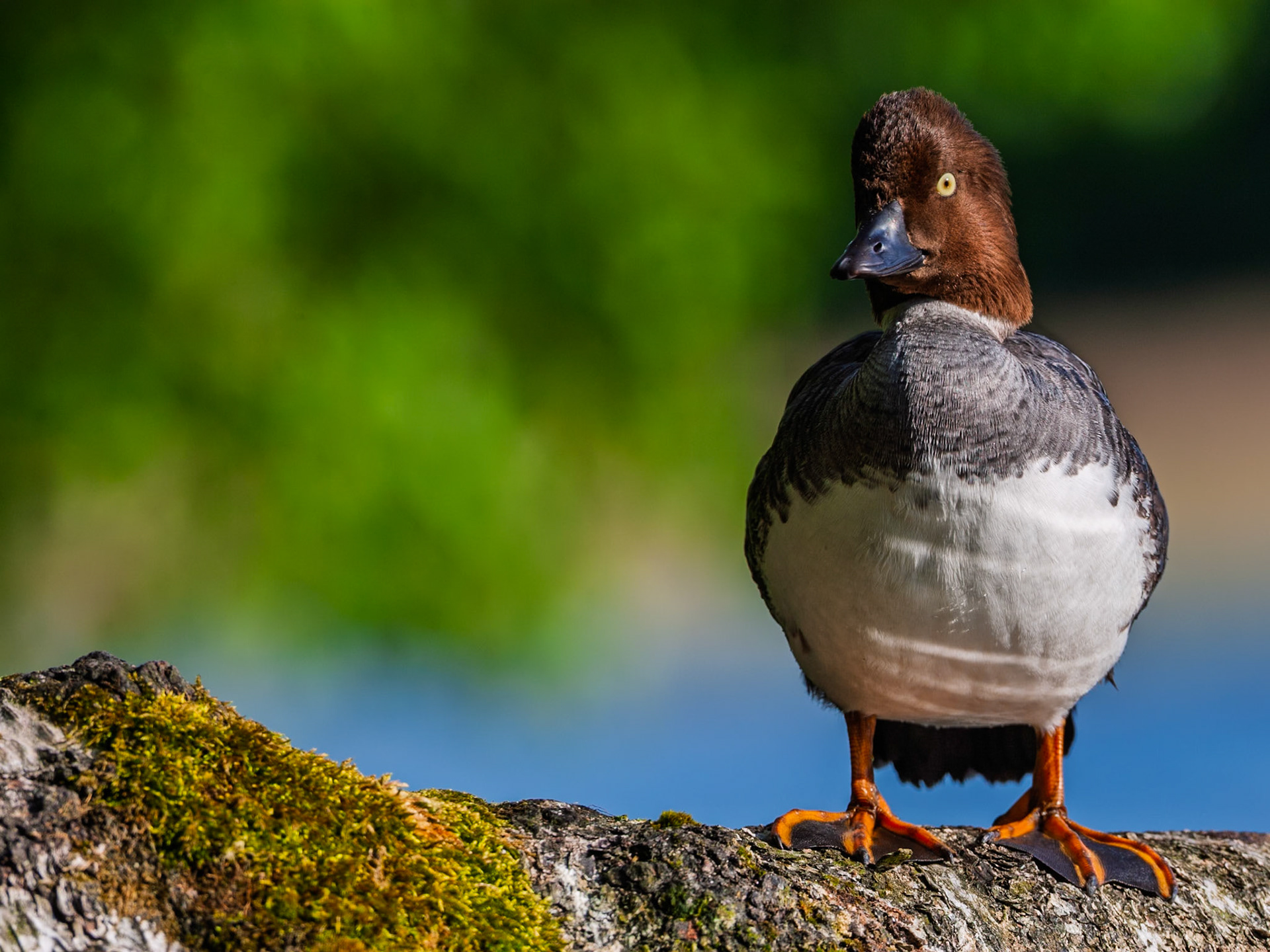 Common Goldeneye