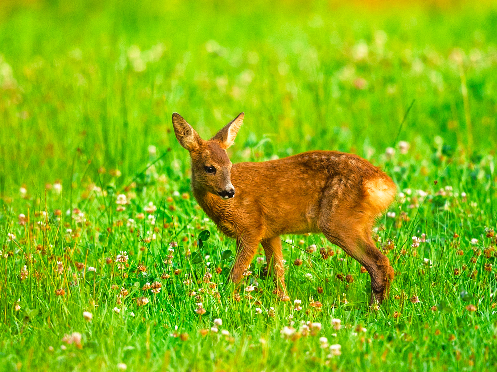 Roe Deer