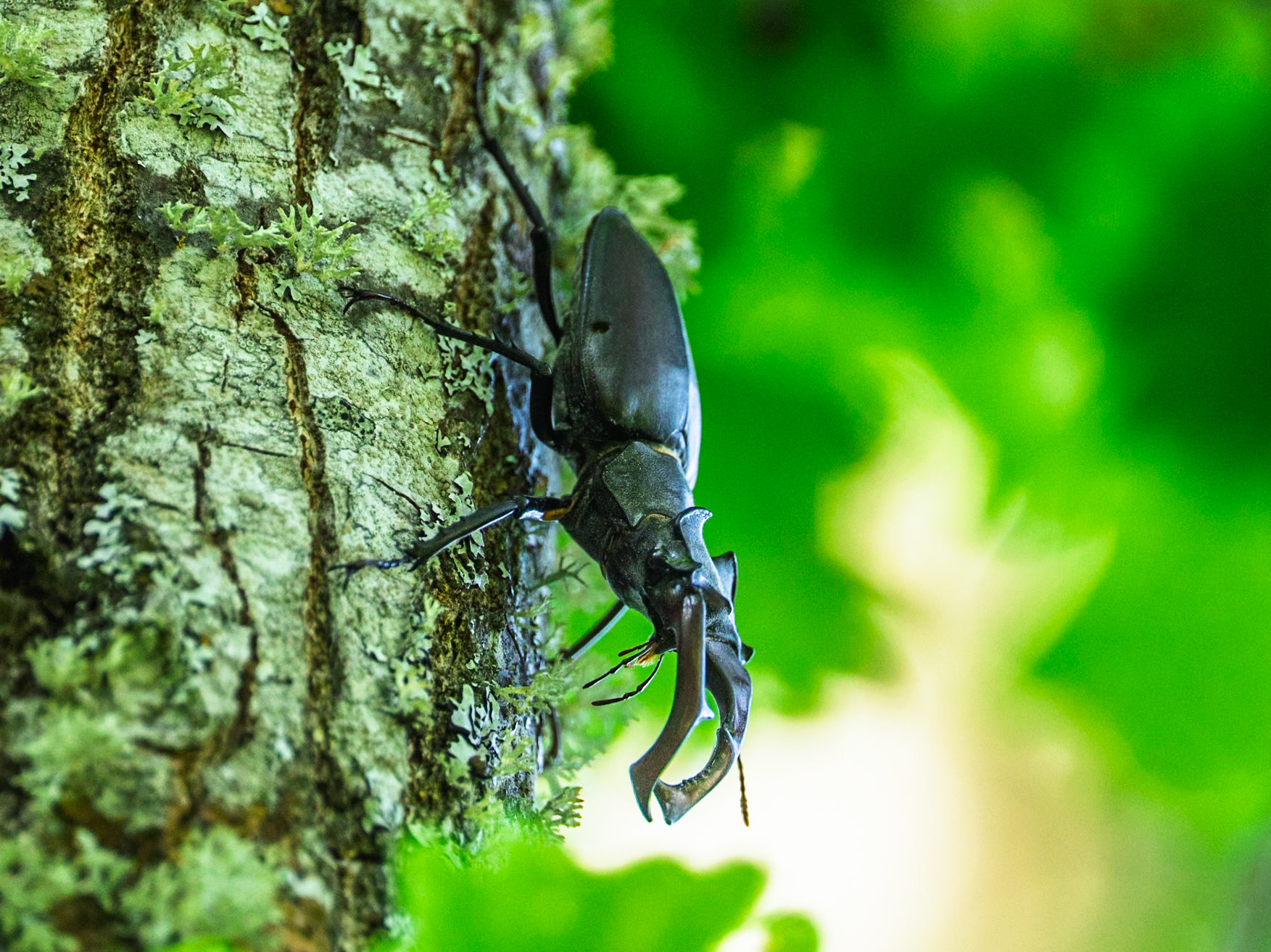 Stag Beetle