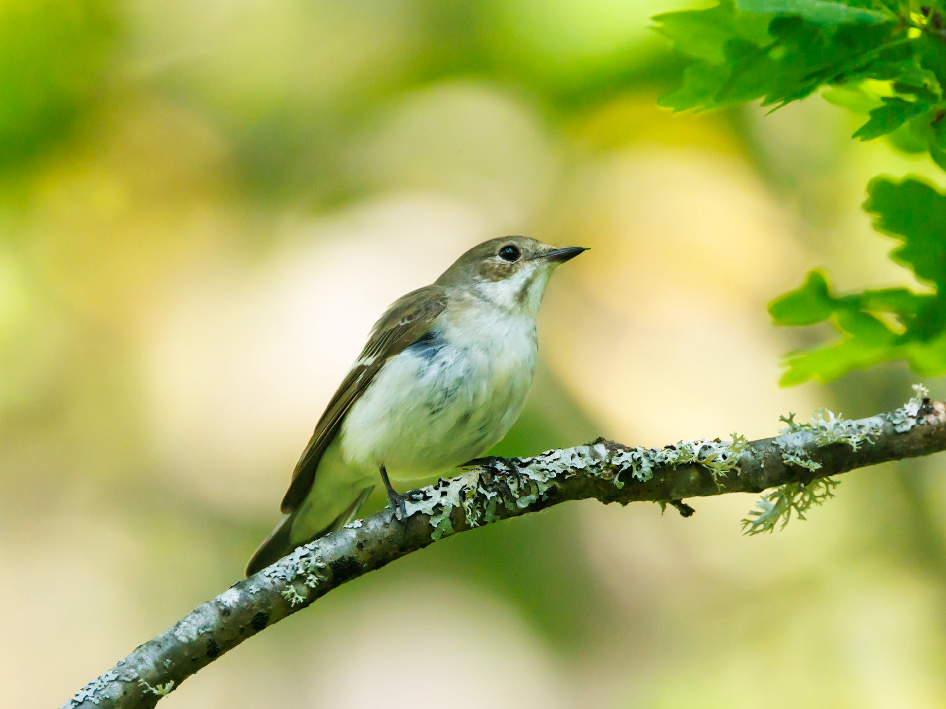 European pied flycatcher