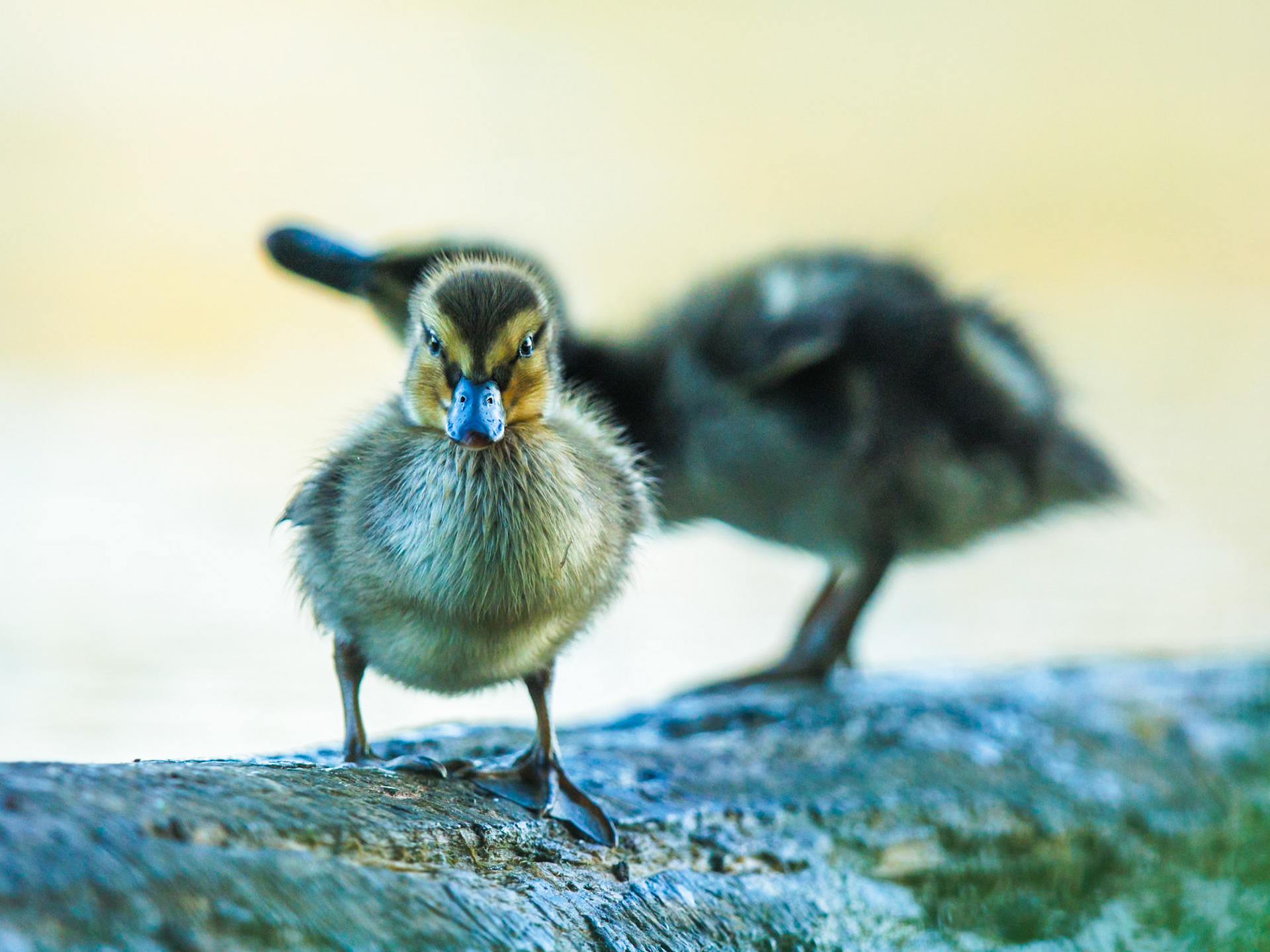 Mallard