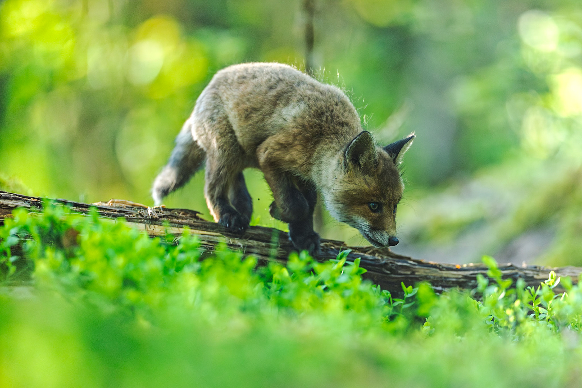 Red fox
