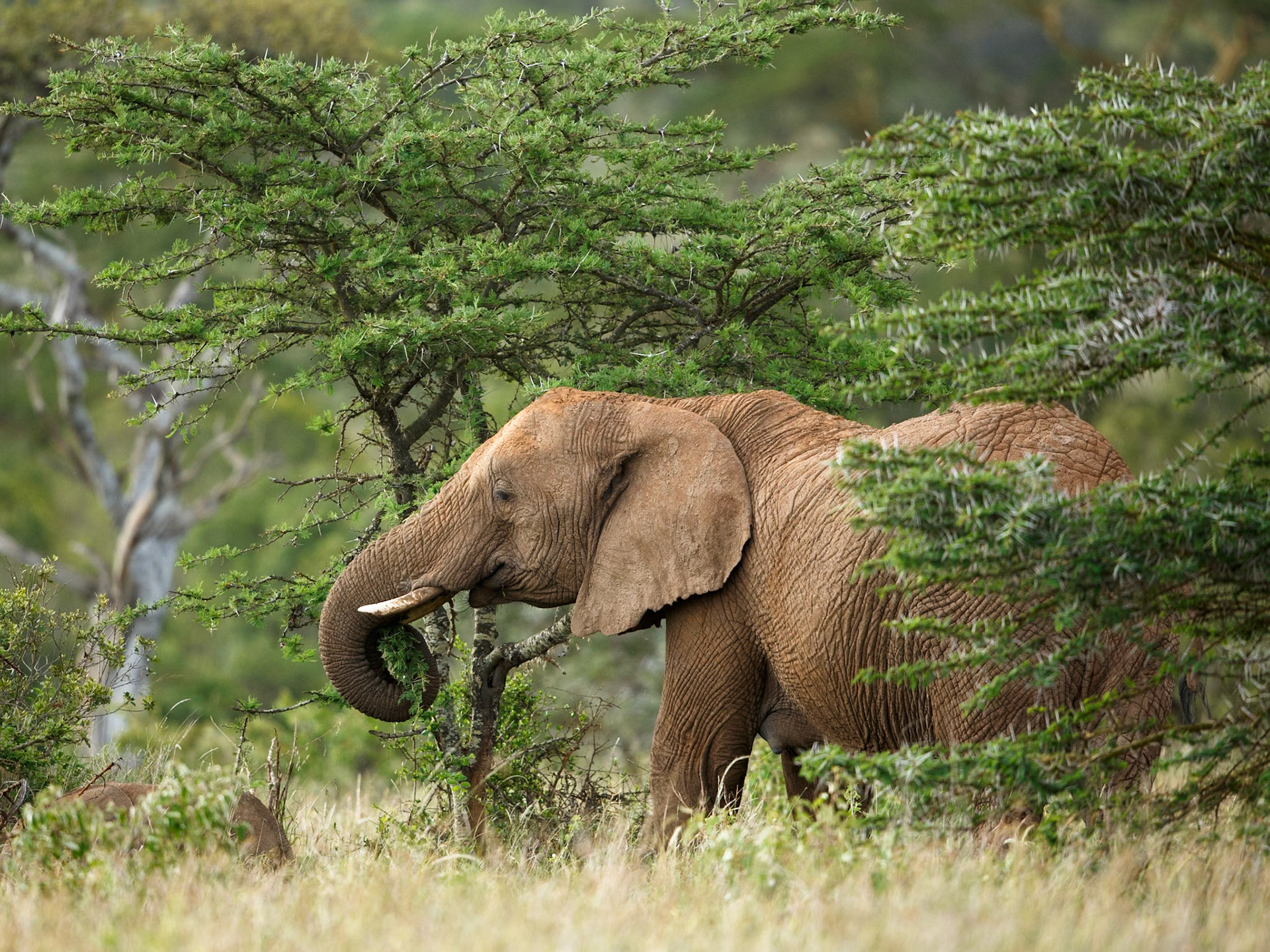 Savanna Elephant in Masai Mara 2014