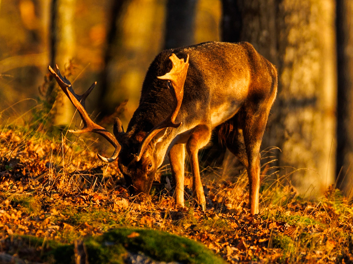 Fallow deer