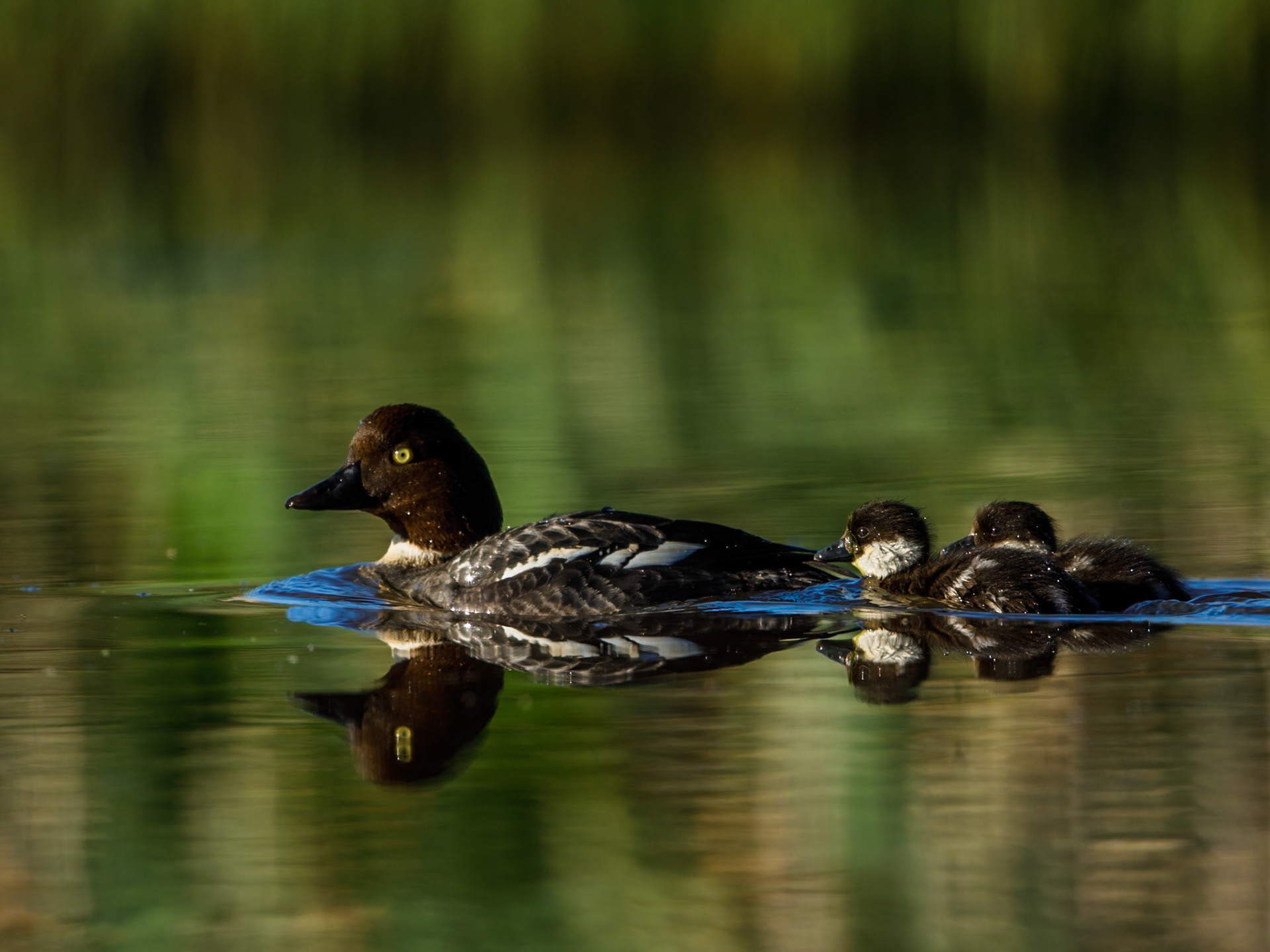 Common Goldeneye