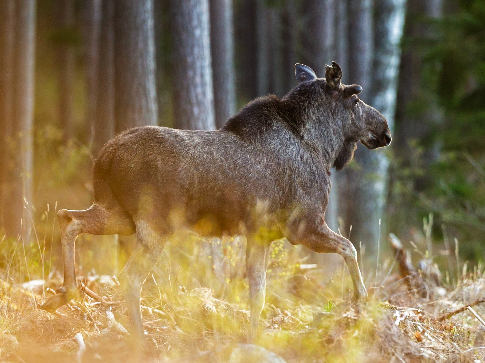 Moose