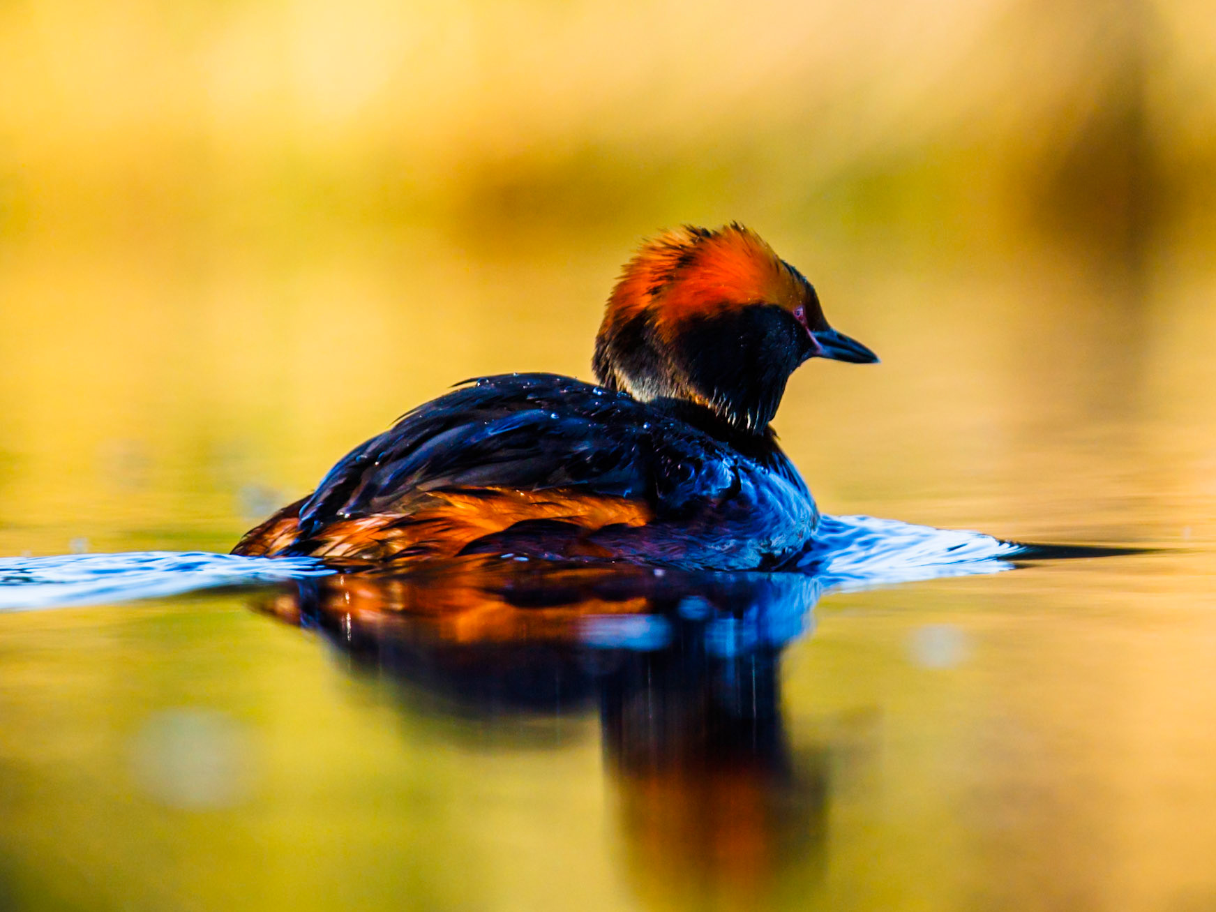 Slavonian Grebe