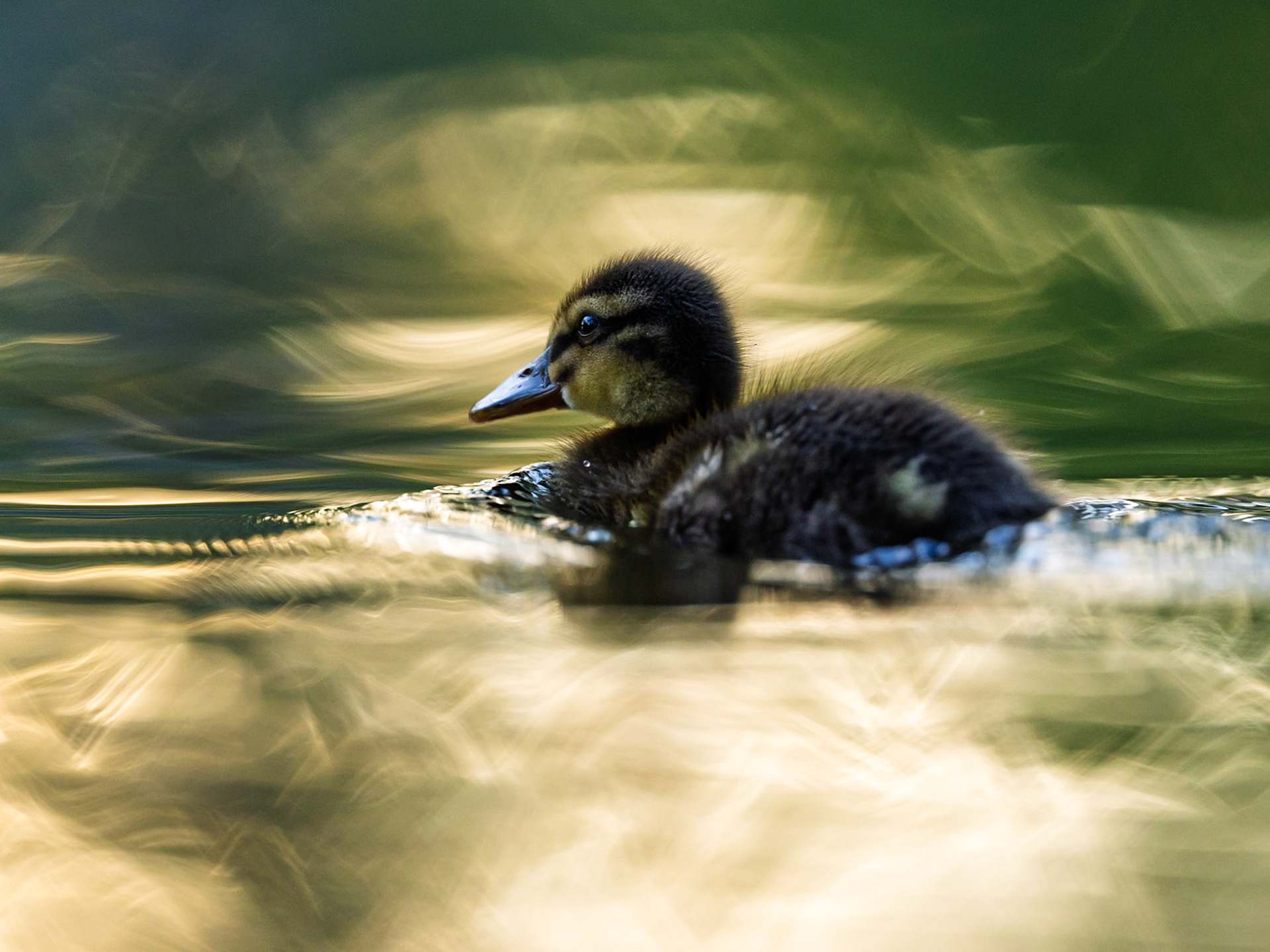 Mallard