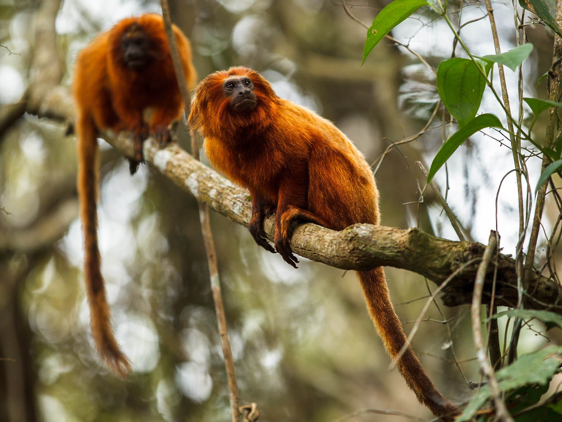 Golden Lion Tamarin (not in Pantanal)