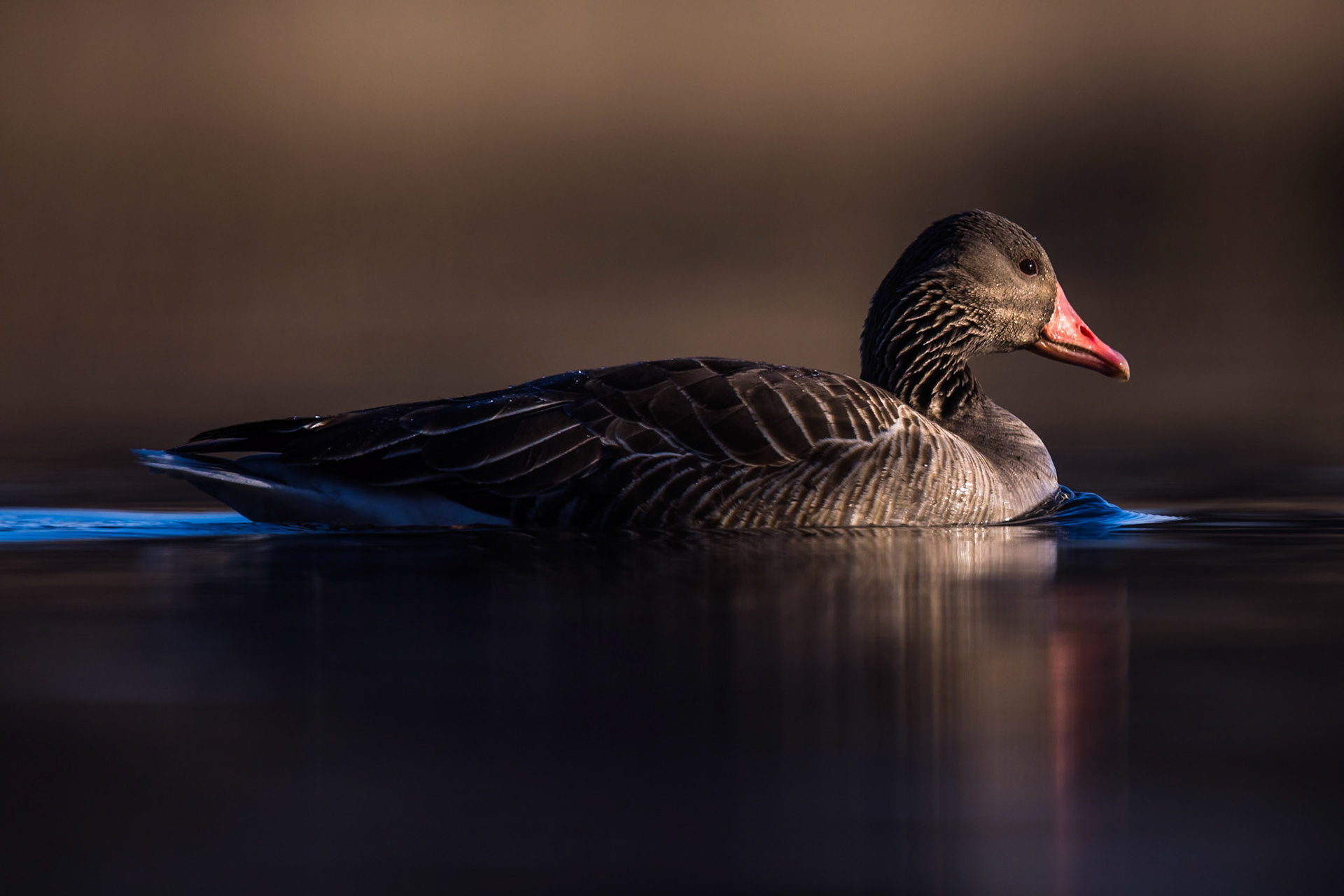 Greylag Goose
